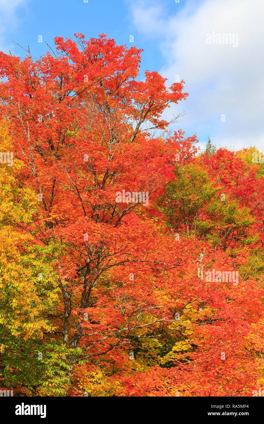 Couleurs d'automne, d'érables (Acer), l'été indien, Algonquin Provincial Park, Ontario, Canada Banque D'Images
