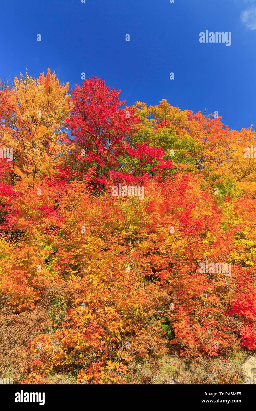 Couleurs d'automne, d'érables (Acer), l'été indien, Algonquin Provincial Park, Ontario, Canada Banque D'Images