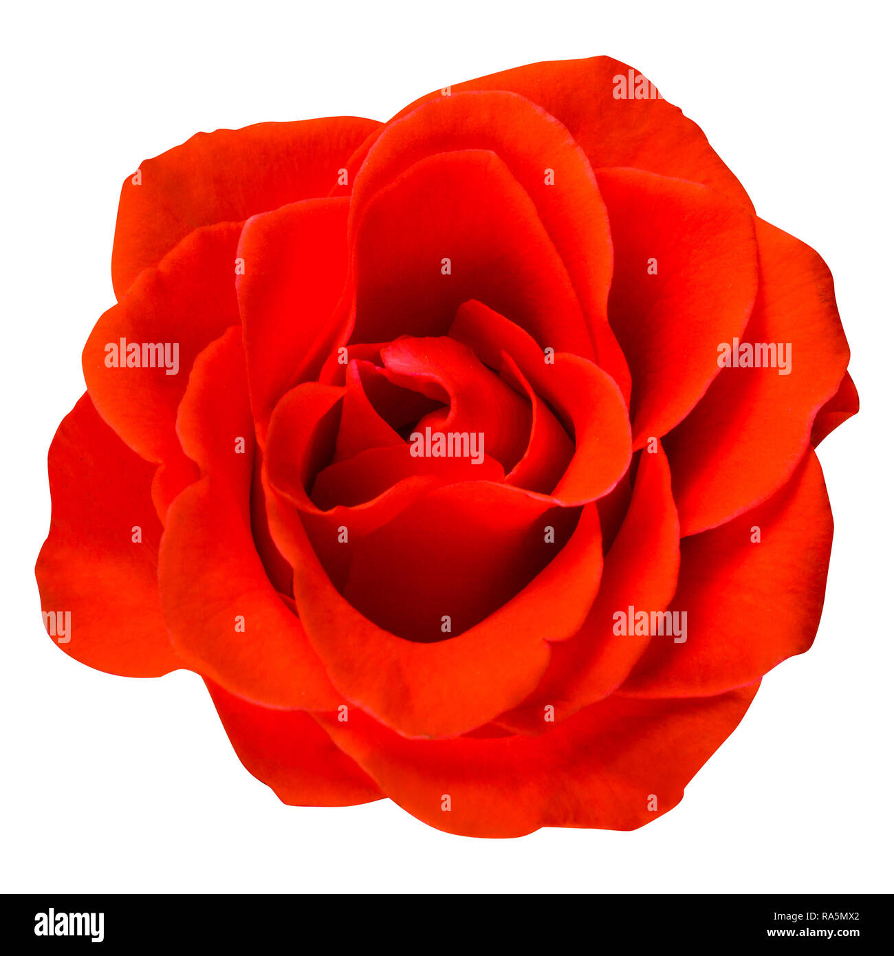 Seule Rose isolé sur fond blanc Banque D'Images