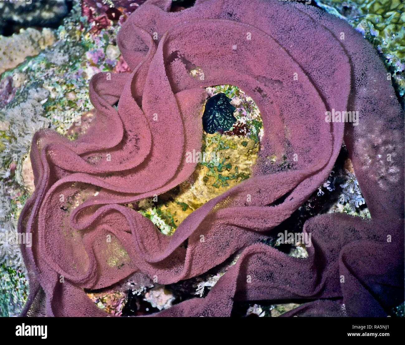 Ces œufs sont déposés par une danseuse espagnole nudibranch (Hexabranchus sanguineus : 20 cm.). Pour une photo d'un adulte de cette espèce, voir mon image Alamy ID : HPBGD8. Cette photo montre que la structure est composée de milliers de minuscules œufs dans une fleur-comme verticille, qui est uni par les muqueuses.La couleur caractéristique est que l'espèce se nourrit d'éponges à partir de laquelle elle aspire une toxine rouge, rendant ainsi un goût désagréable pour les prédateurs à manger. Danseuses espagnoles sont de loin la plus grande de l'nudibranches, avec des adultes jusqu'à 40 cms. Photographié près de Hurghada dans l'égyptien de la Mer Rouge. Banque D'Images