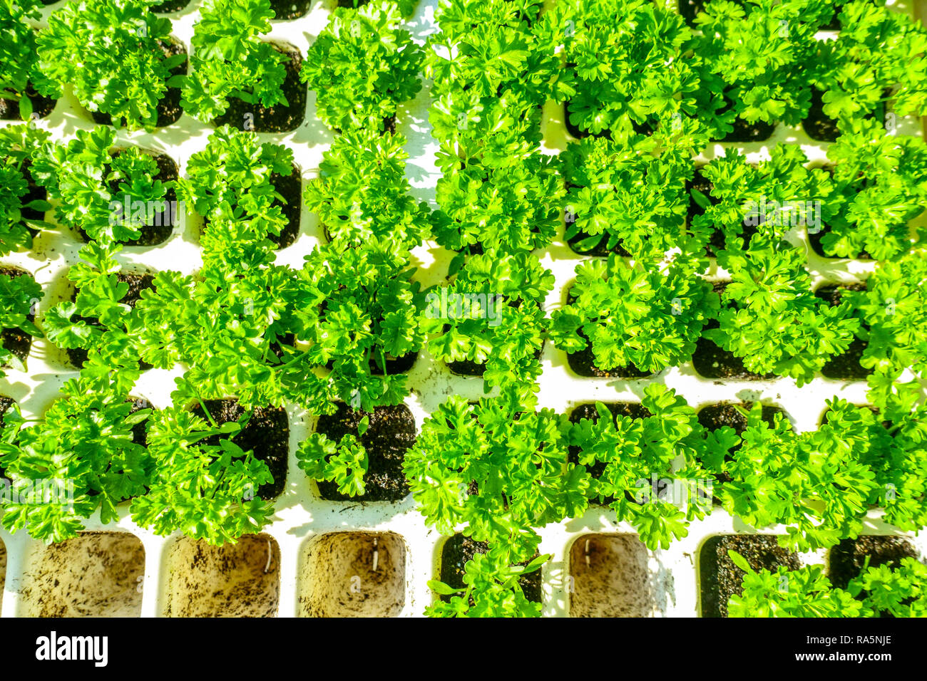 Semis de persil dans de petits pots de papier semis de légumes cultiver des légumes Banque D'Images