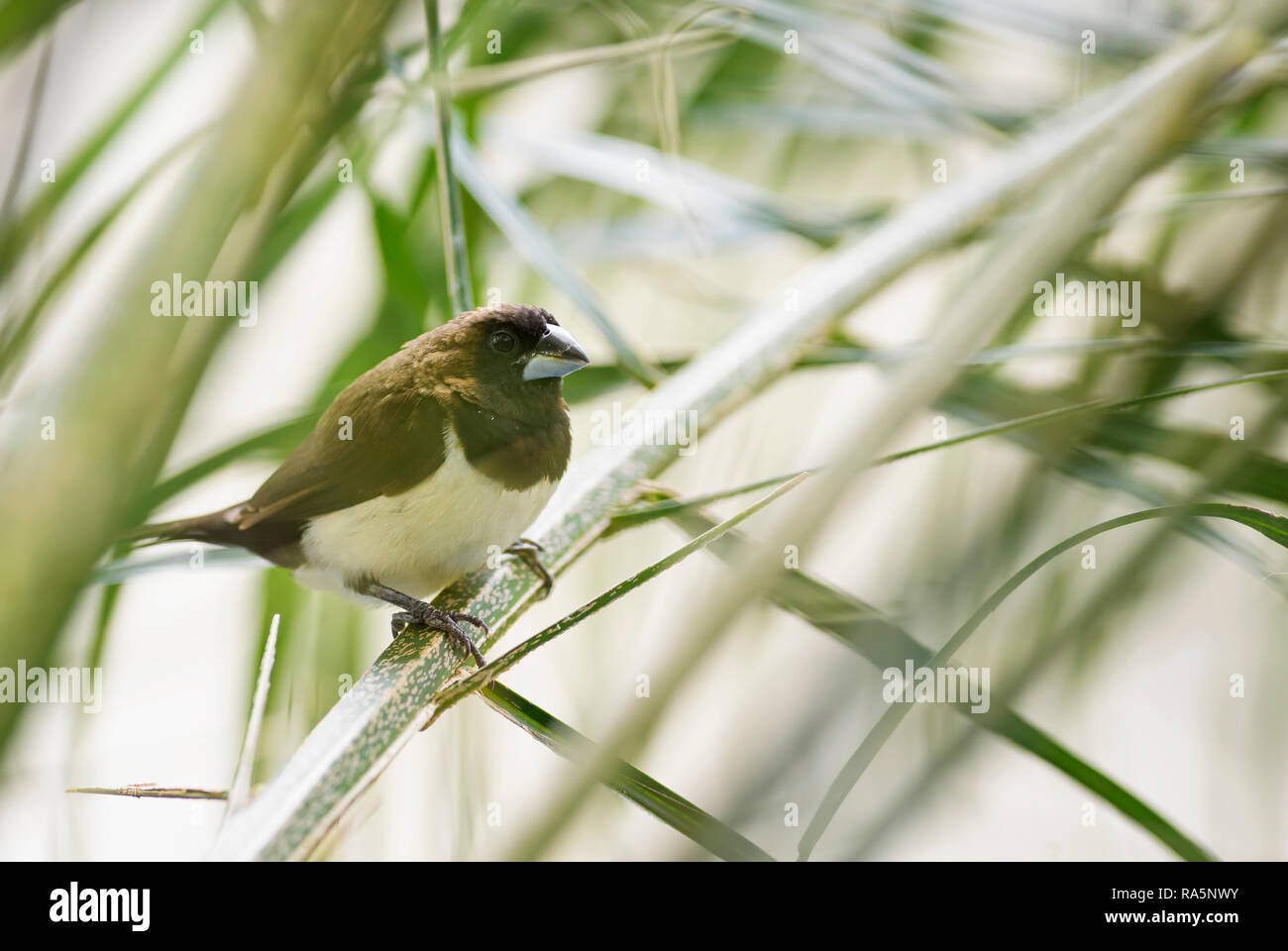 La Munia Lonchura leucogastroides - Javan, beau brun et blanc petit oiseau de l'Indonésien jardins et buissons, Bali. Banque D'Images