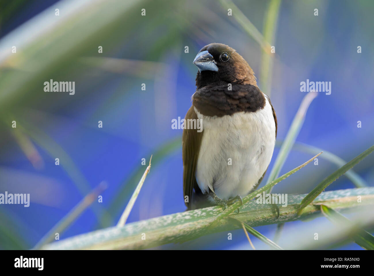 La Munia Lonchura leucogastroides - Javan, beau brun et blanc petit oiseau de l'Indonésien jardins et buissons, Bali. Banque D'Images