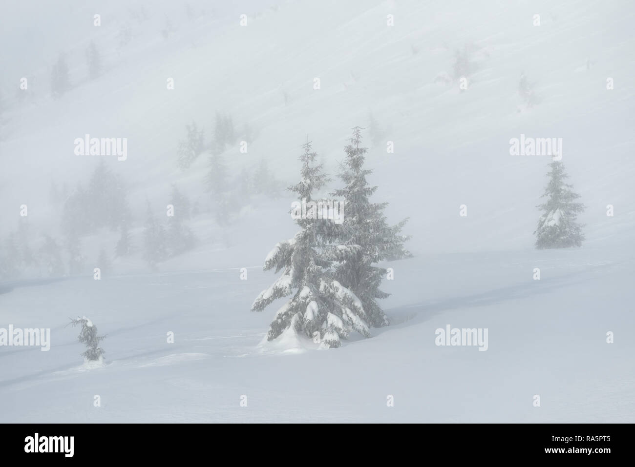Blizzard dans une vallée de montagne. Paysage d'hiver avec des sapins dans le brouillard Banque D'Images