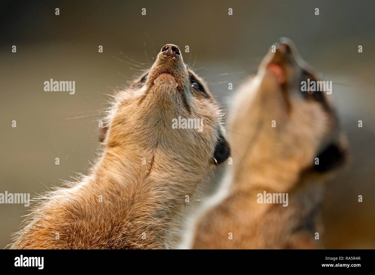 Meerkat (Suricata suricatta), deux qui montent la garde, à la recherche, Allemagne Banque D'Images