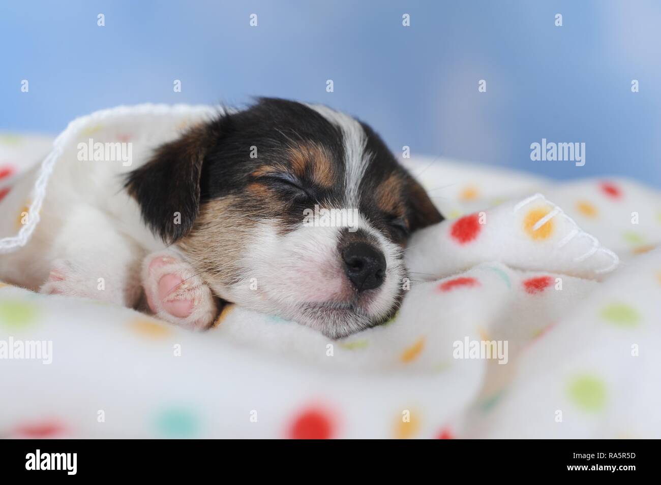 Jack Russell Terrier, tricolore, chiot 5 semaines, dort sur une couverture, Autriche Banque D'Images