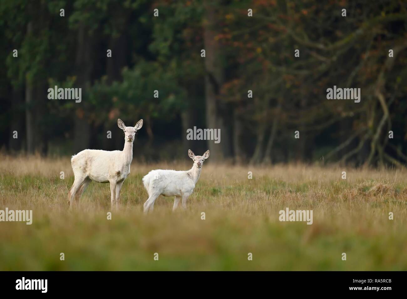 Red Deer (Cervus elaphus), le cerf vache avec jeune animal en robe blanche, Jägersborg, Danemark Banque D'Images