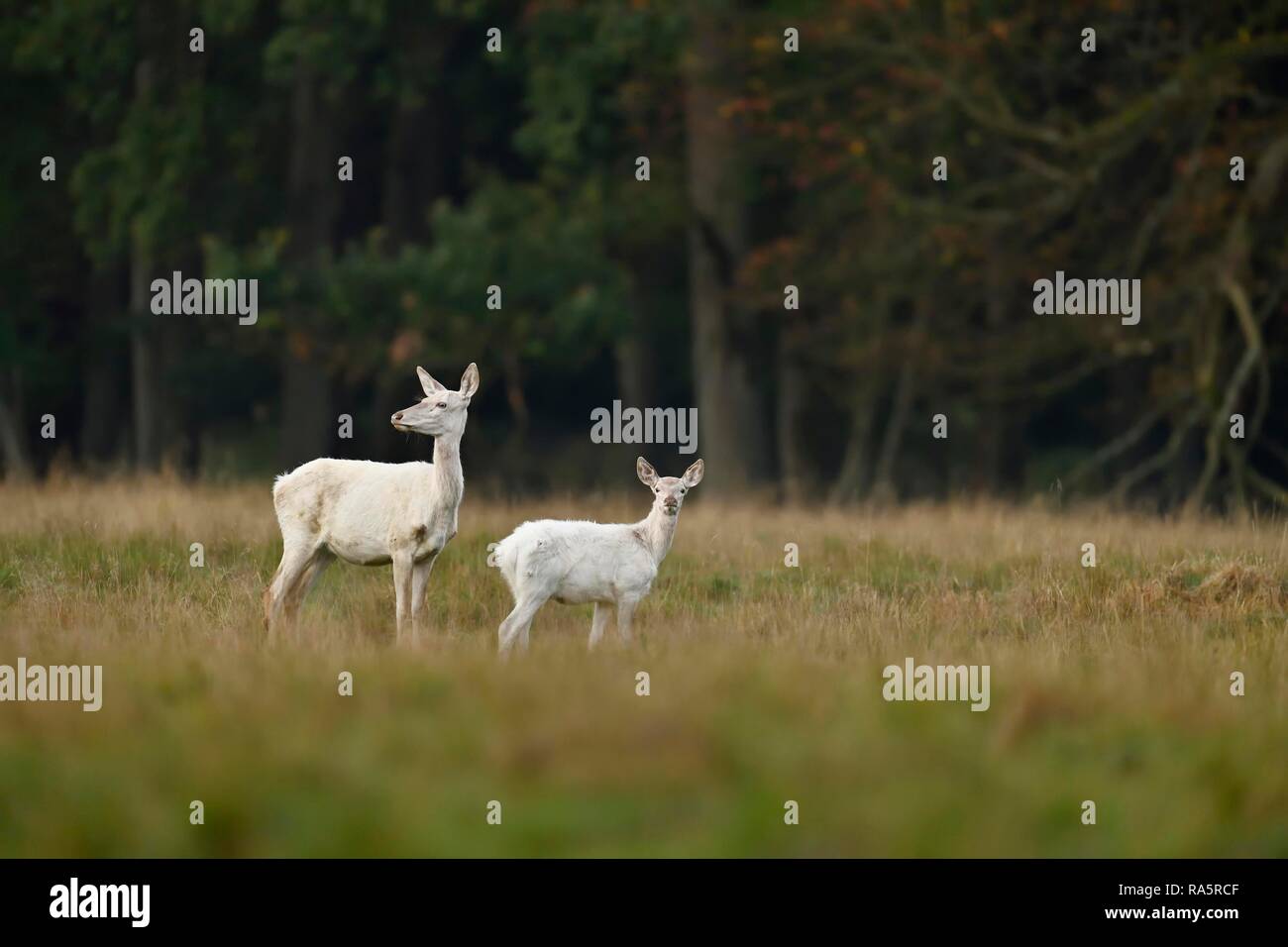 Red Deer (Cervus elaphus), le cerf vache avec jeune animal en robe blanche, Jägersborg, Danemark Banque D'Images