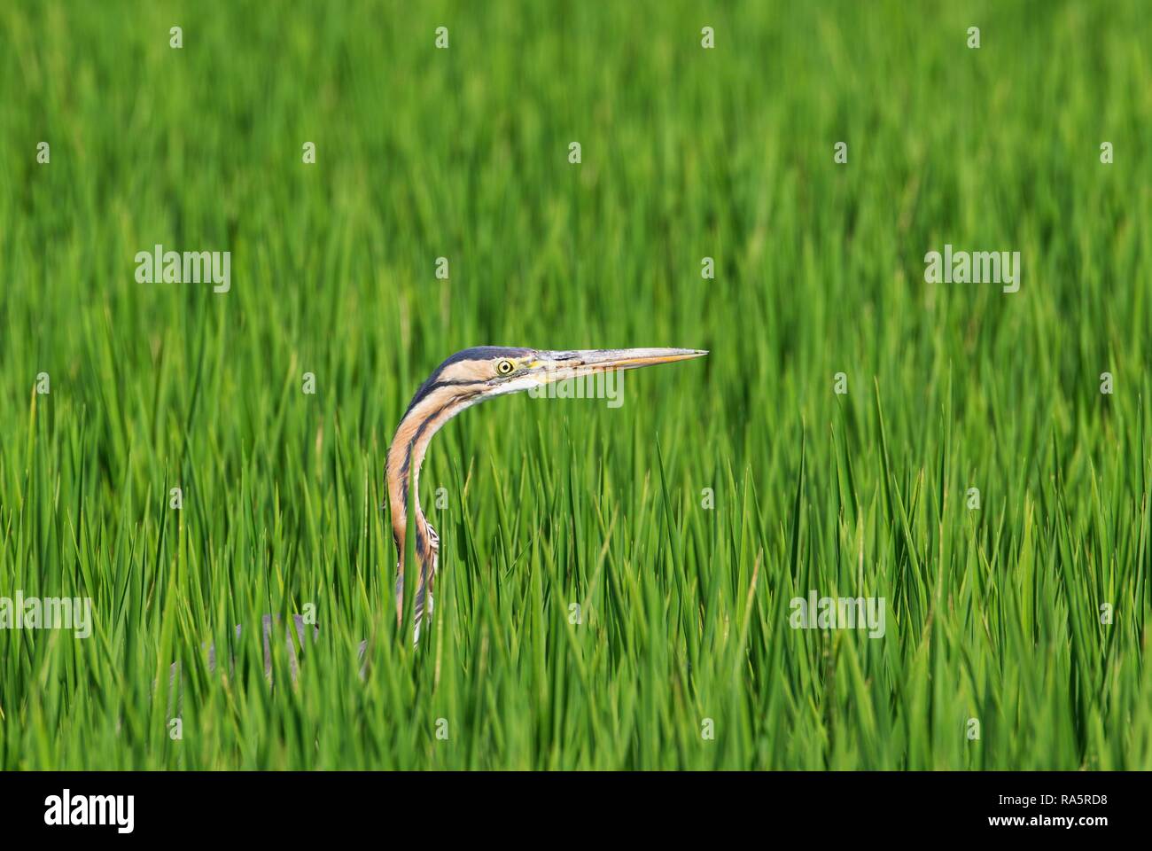 Héron pourpré (Ardea purpurea), la chasse dans un champ de riz (Oryza sativa), environs de la Réserve naturelle du delta de l'Ebre Banque D'Images