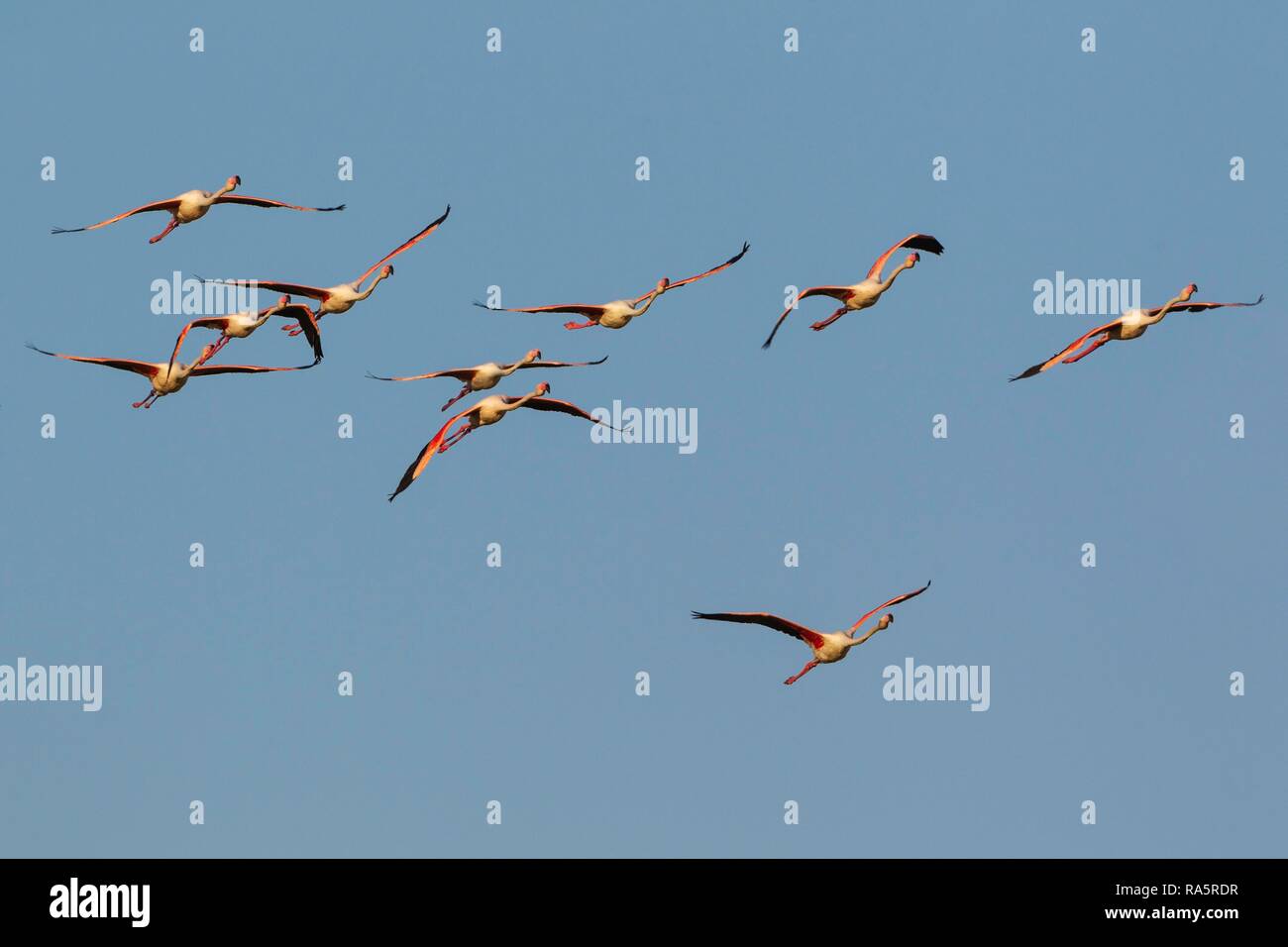 Flamant rose (Phoenicopterus roseus), flock battant, du delta de l'Èbre, province de Tarragone, Catalogne, Espagne Banque D'Images