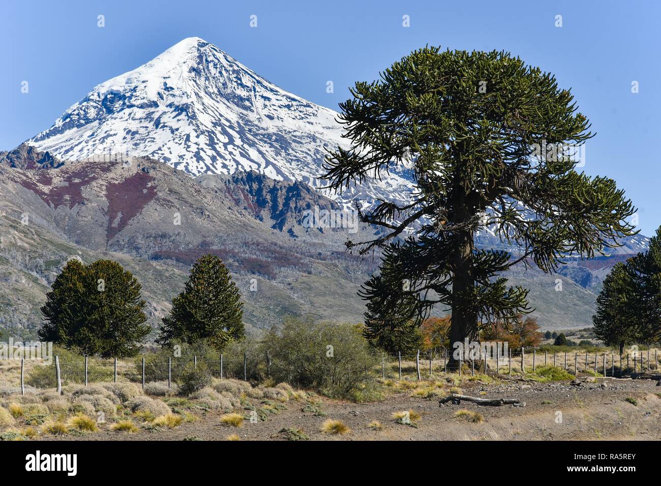 Lanin volcan recouvert de neige et monkey puzzle arbre (Araucaria araucana), entre San Martin de los Andes et Pucon, National Park Banque D'Images