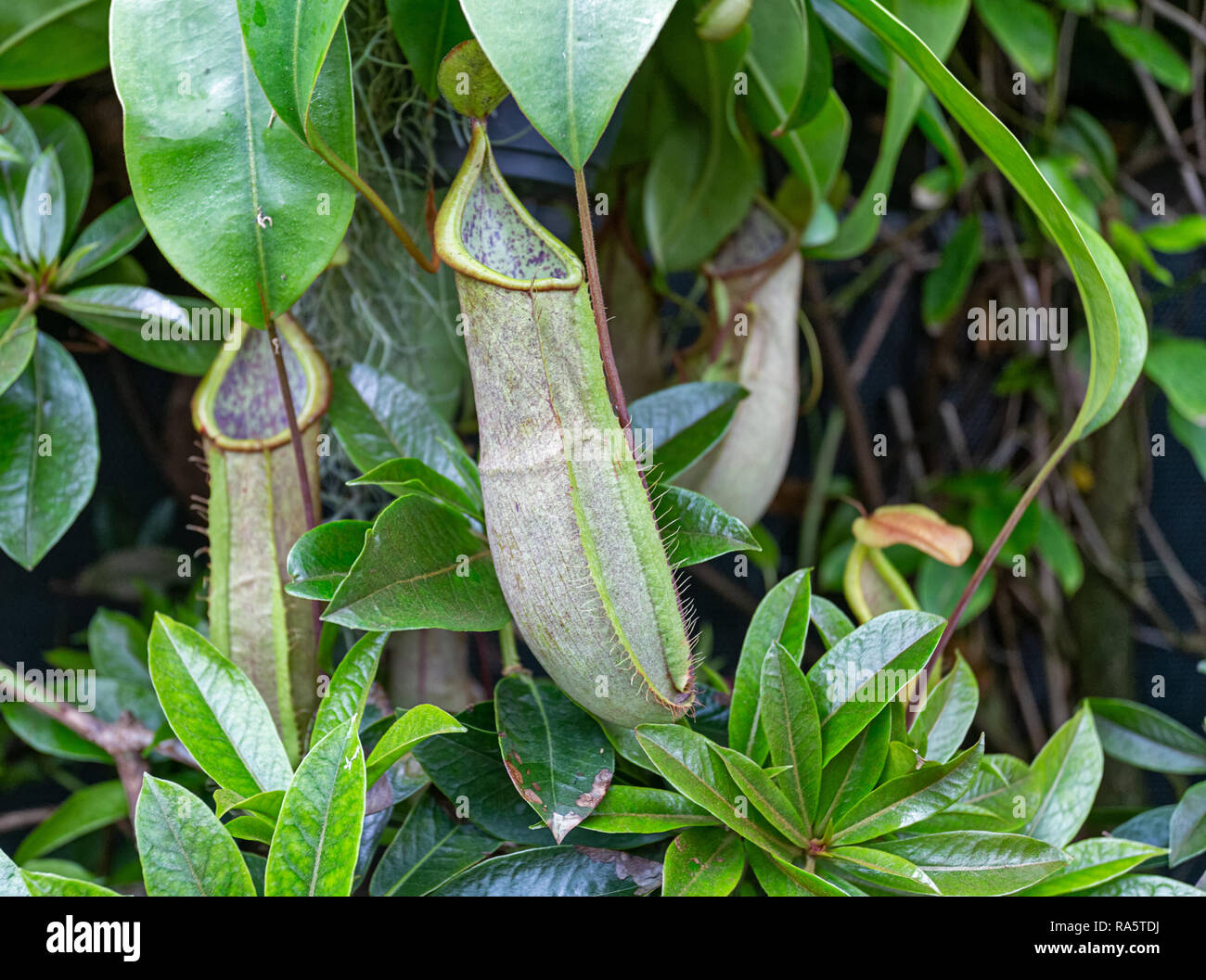 Gardens by the Bay - Singapour Banque D'Images