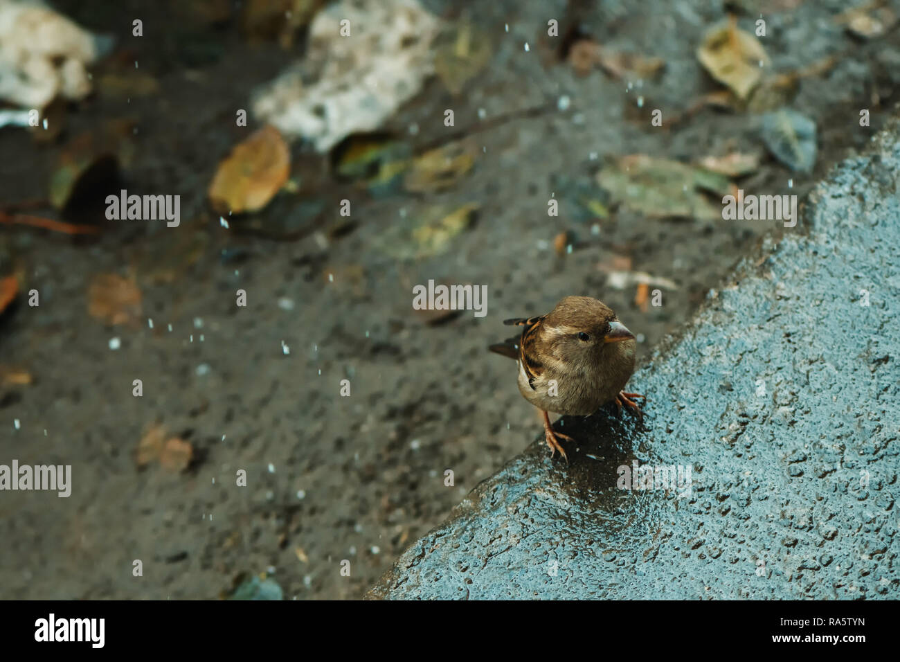 Moineau sur la rue en hiver dans la neige Banque D'Images
