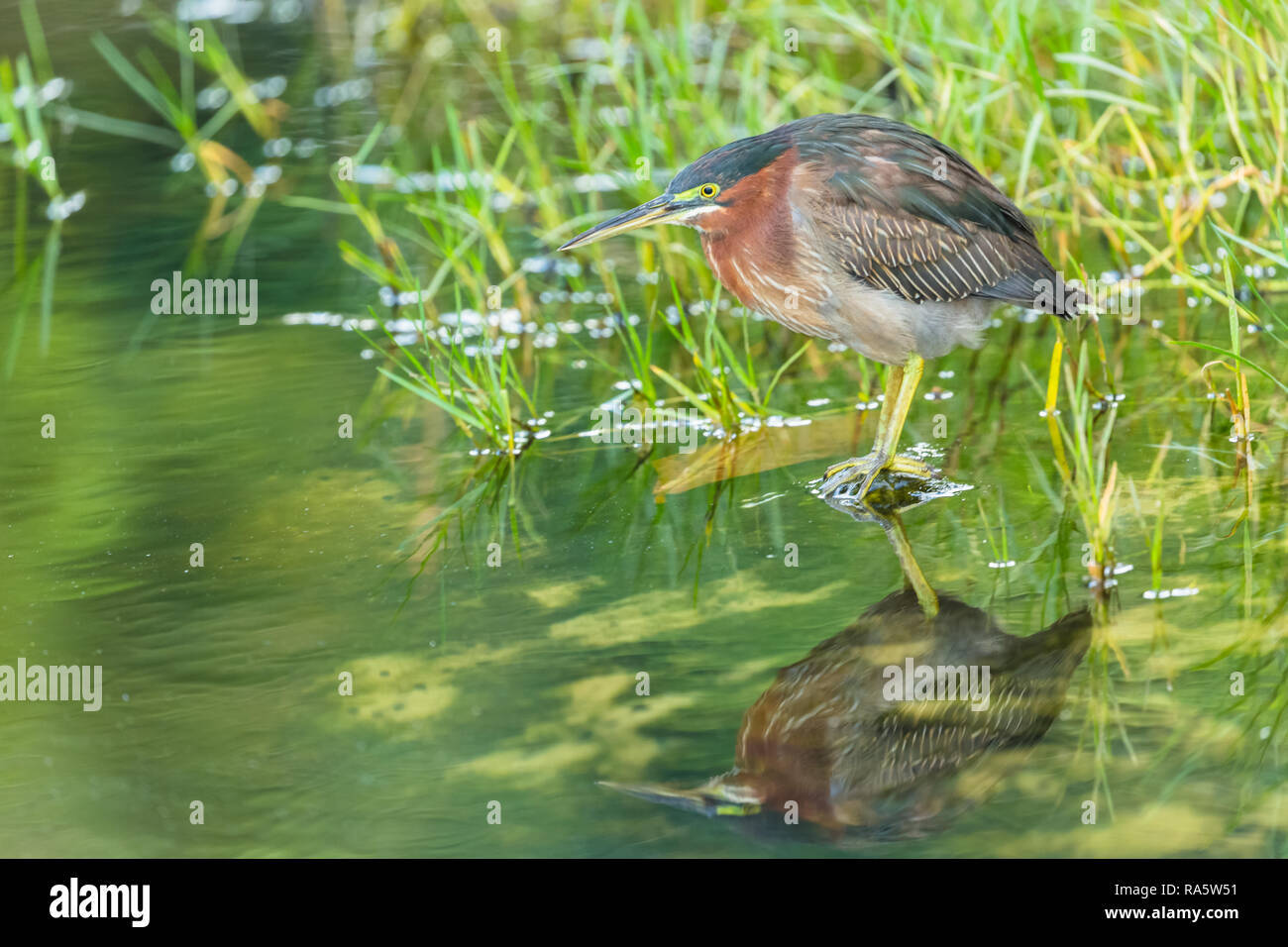 (Heron Butorides virescens) vert soutenu heron, prêt pour la pêche dans le ruisseau d'eau douce dans le petit village de pêcheurs de Castara, Tobago, West Indies Banque D'Images