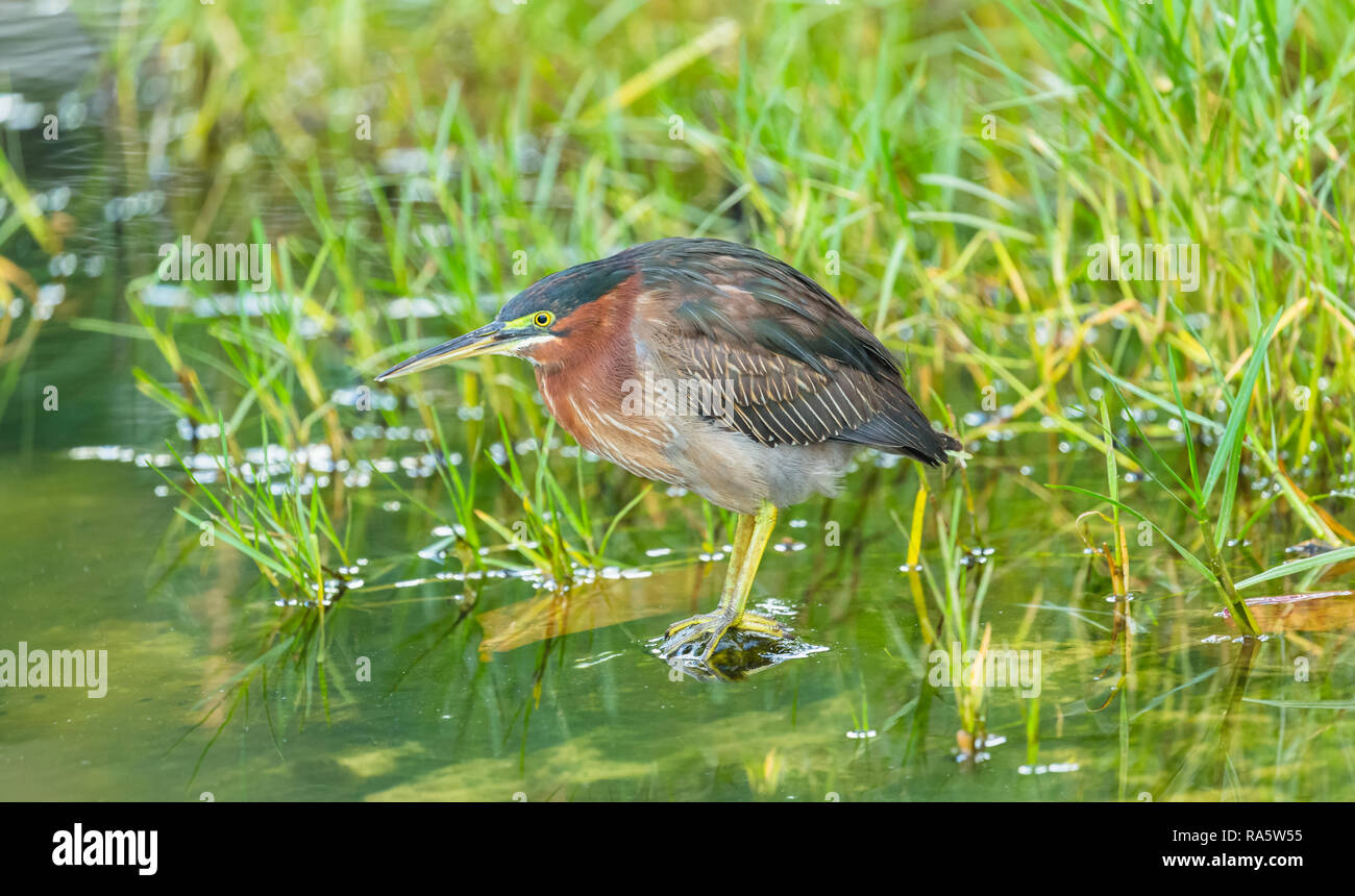 (Heron Butorides virescens) vert soutenu heron, prêt pour la pêche dans le ruisseau d'eau douce dans le petit village de pêcheurs de Castara, Tobago, West Indies Banque D'Images