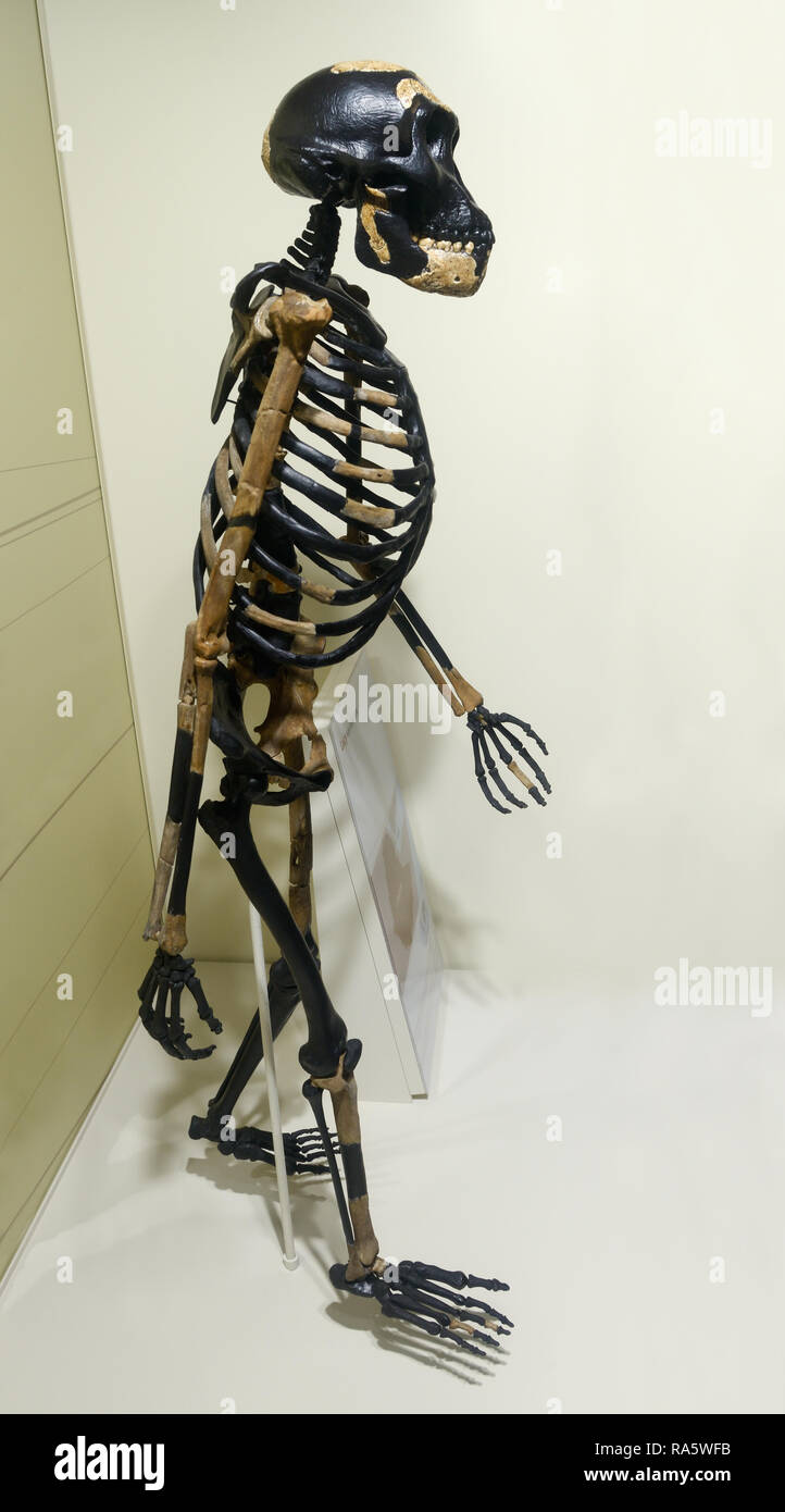 L'australopithecus squelette, Lucy, Australopithecus afarensis Banque D'Images