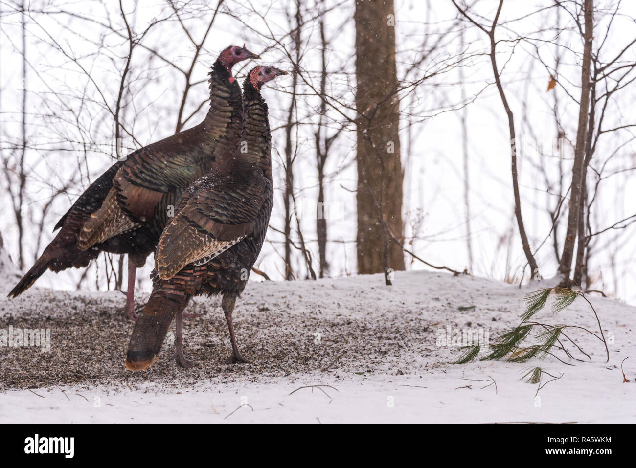 Le Dindon sauvage de l'est (Meleagris gallopavo silvestris) poules de collecte de semences de trouver dans un jardin. Banque D'Images