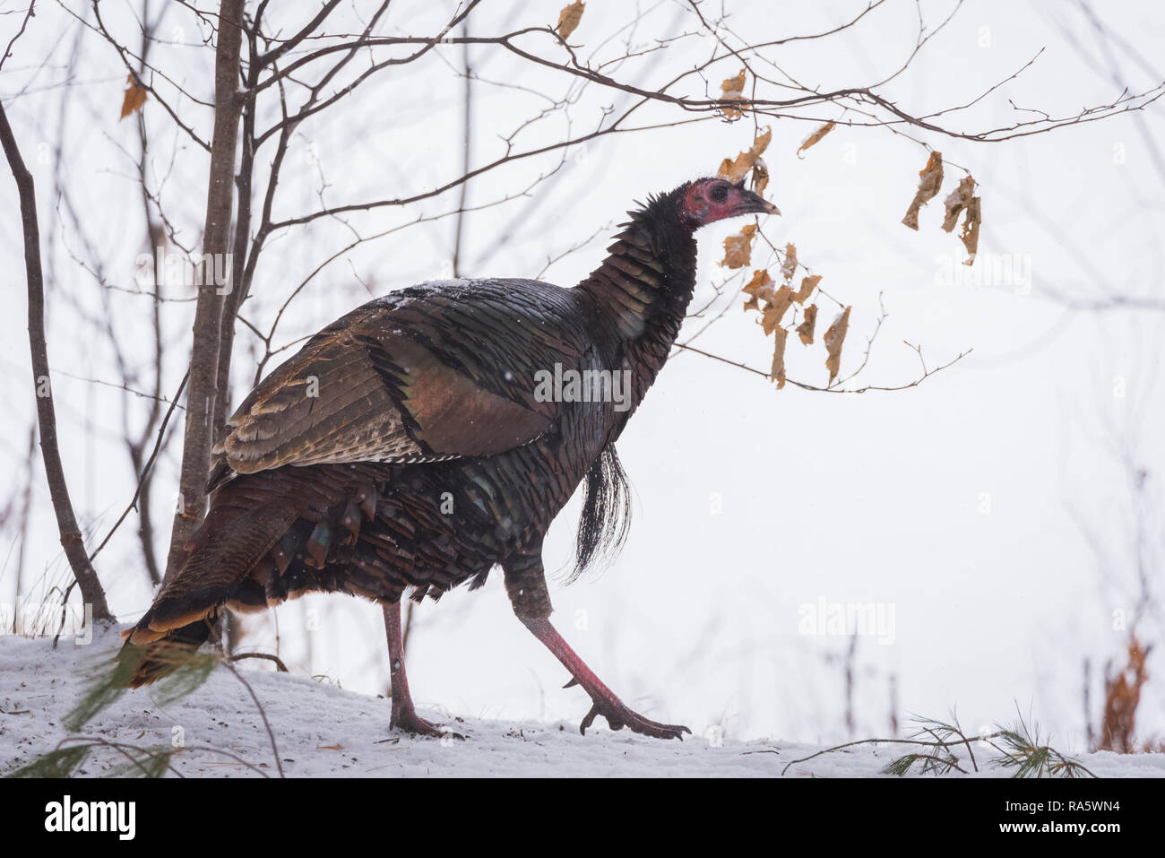 Le Dindon sauvage de l'est (Meleagris gallopavo silvestris) poule dans un bois d'hiver. Banque D'Images
