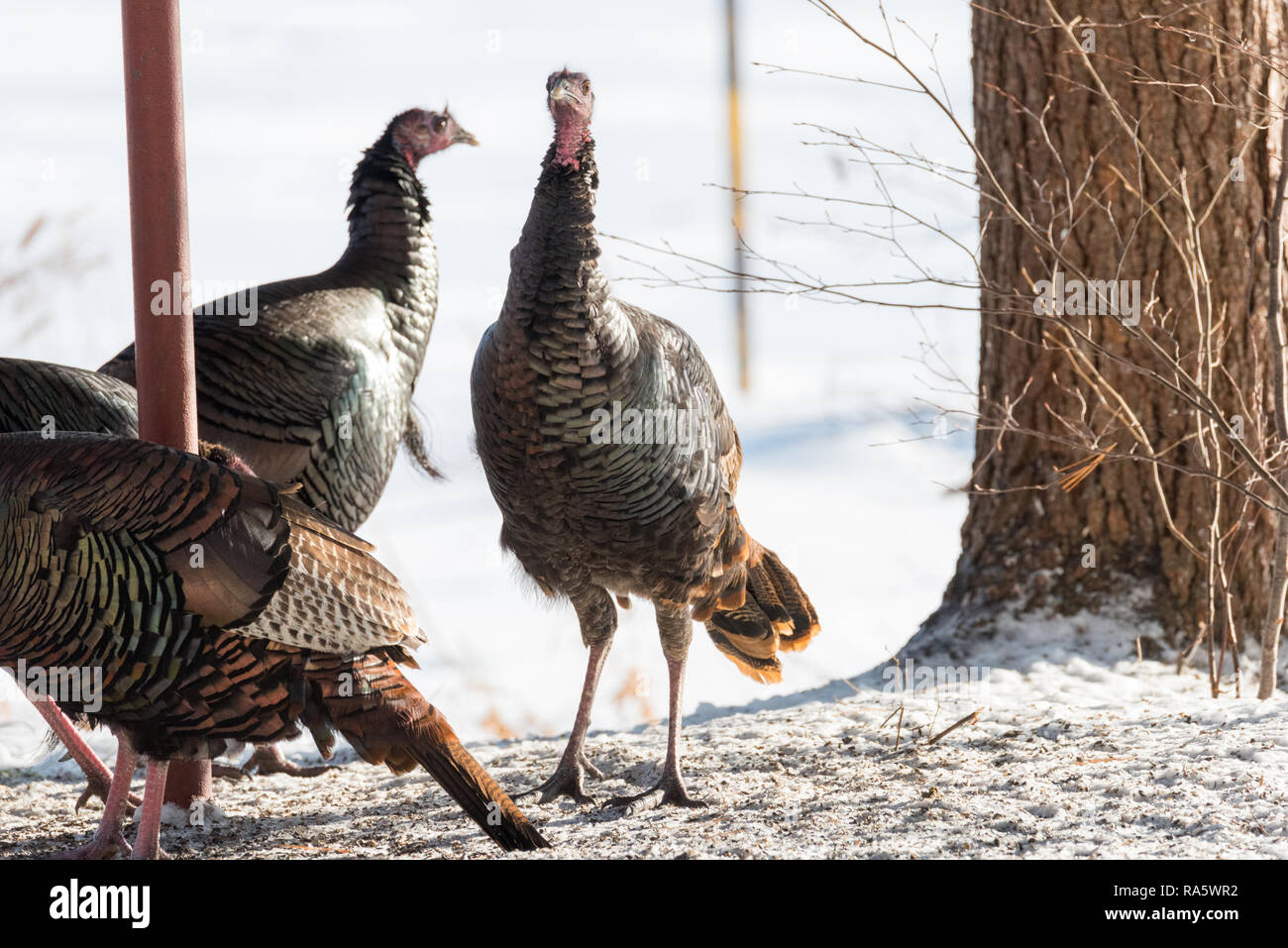 Le Dindon sauvage de l'est (Meleagris gallopavo silvestris) poules de collecte de semences de trouver dans un jardin. Banque D'Images