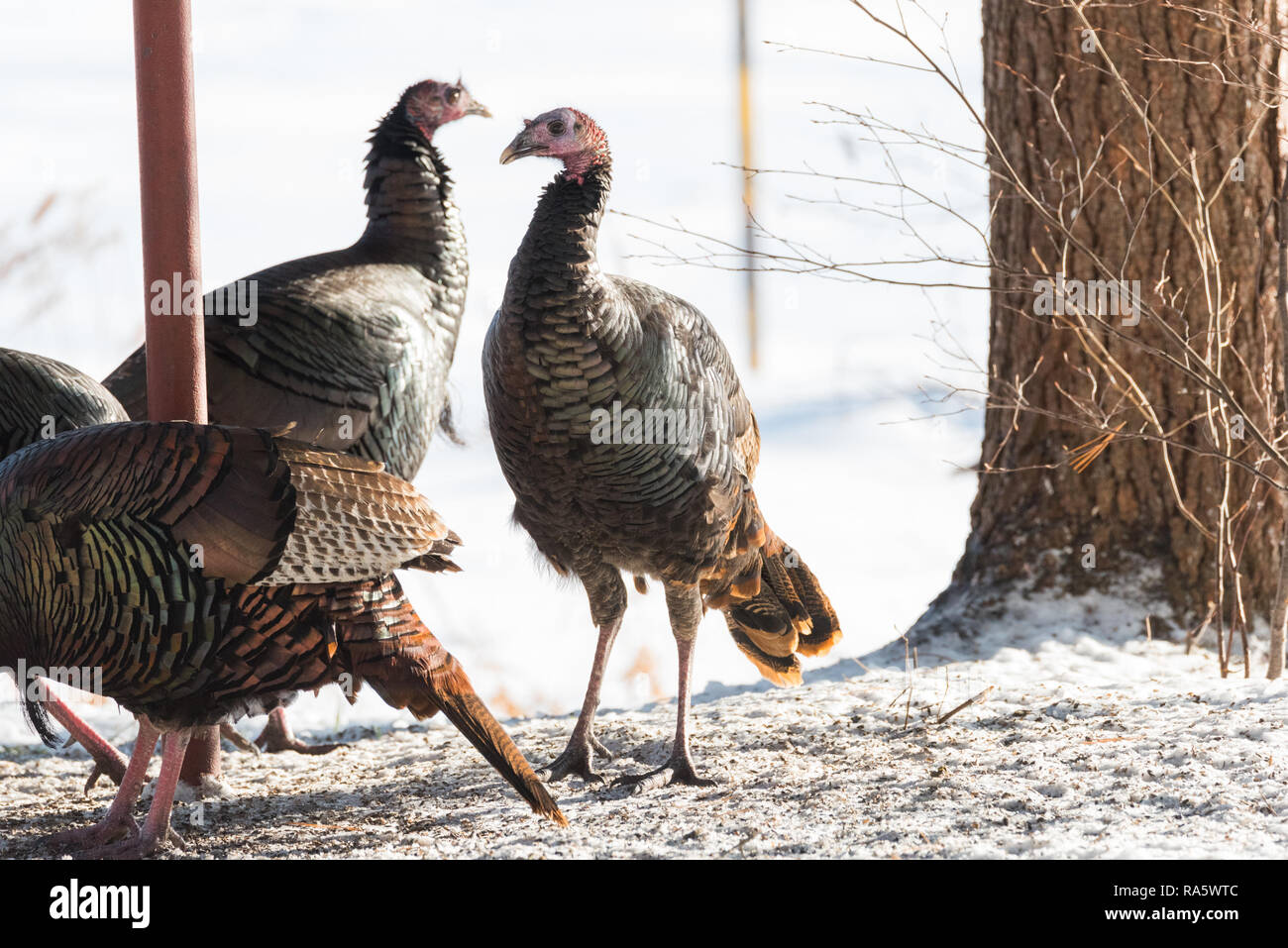 Le Dindon sauvage de l'est (Meleagris gallopavo silvestris) poules de collecte de semences de trouver dans un jardin. Banque D'Images