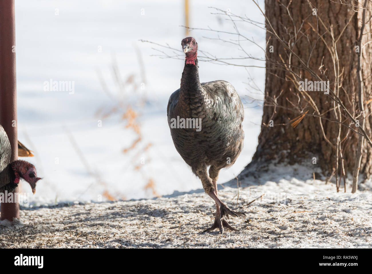 Le Dindon sauvage de l'est (Meleagris gallopavo silvestris) hen semble courir, esquive, tout en se nourrissant de la neige en hiver Banque D'Images
