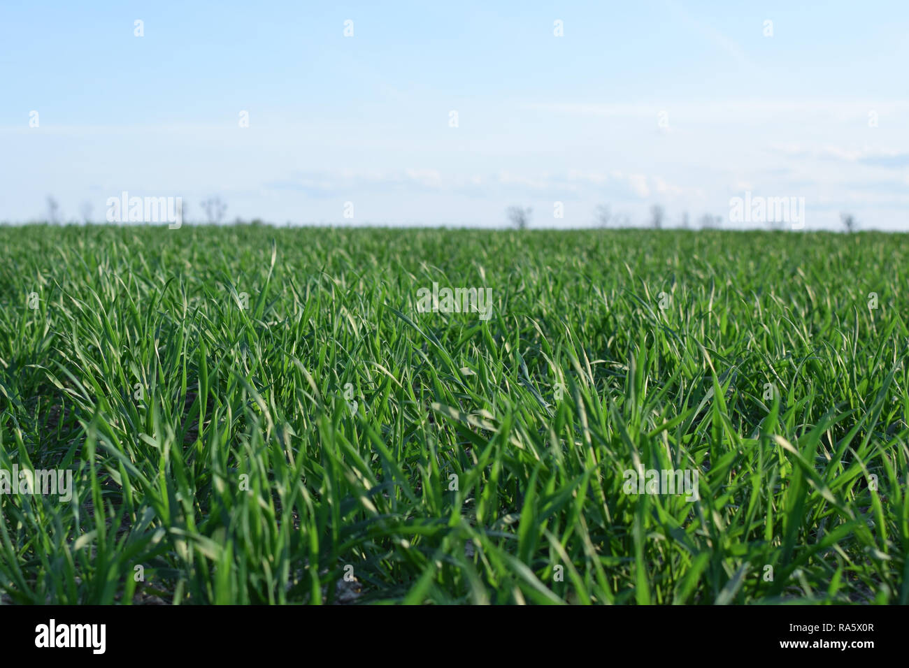 Domaine de la jeune grain. vert Champs de printemps en photo en perspective. Pologne Banque D'Images