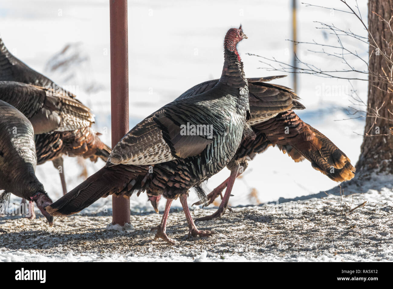 Le Dindon sauvage de l'est (Meleagris gallopavo silvestris) poules de collecte de semences de trouver dans un jardin. Banque D'Images