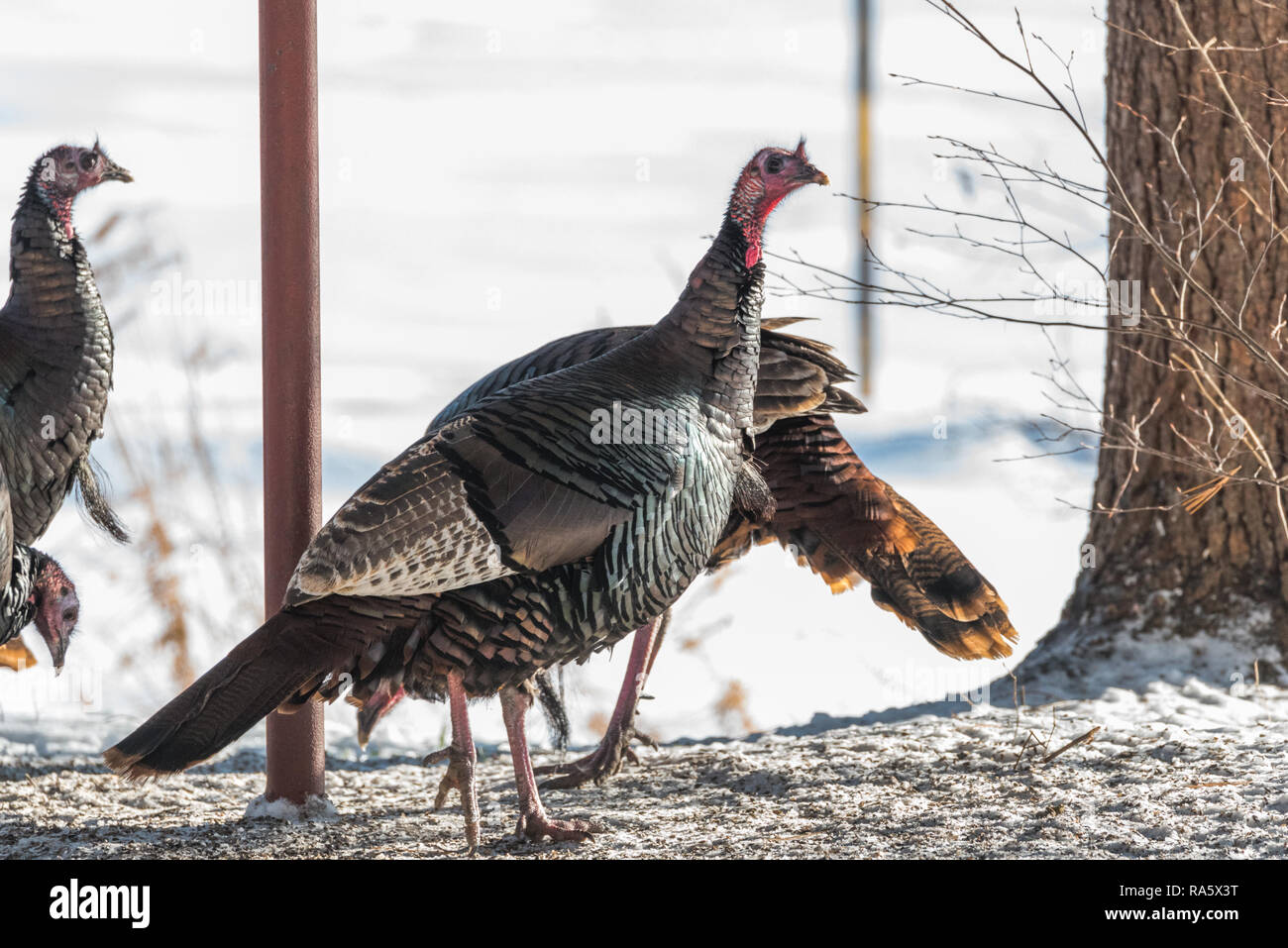 Le Dindon sauvage de l'est (Meleagris gallopavo silvestris) poules de collecte de semences de trouver dans un jardin. Banque D'Images
