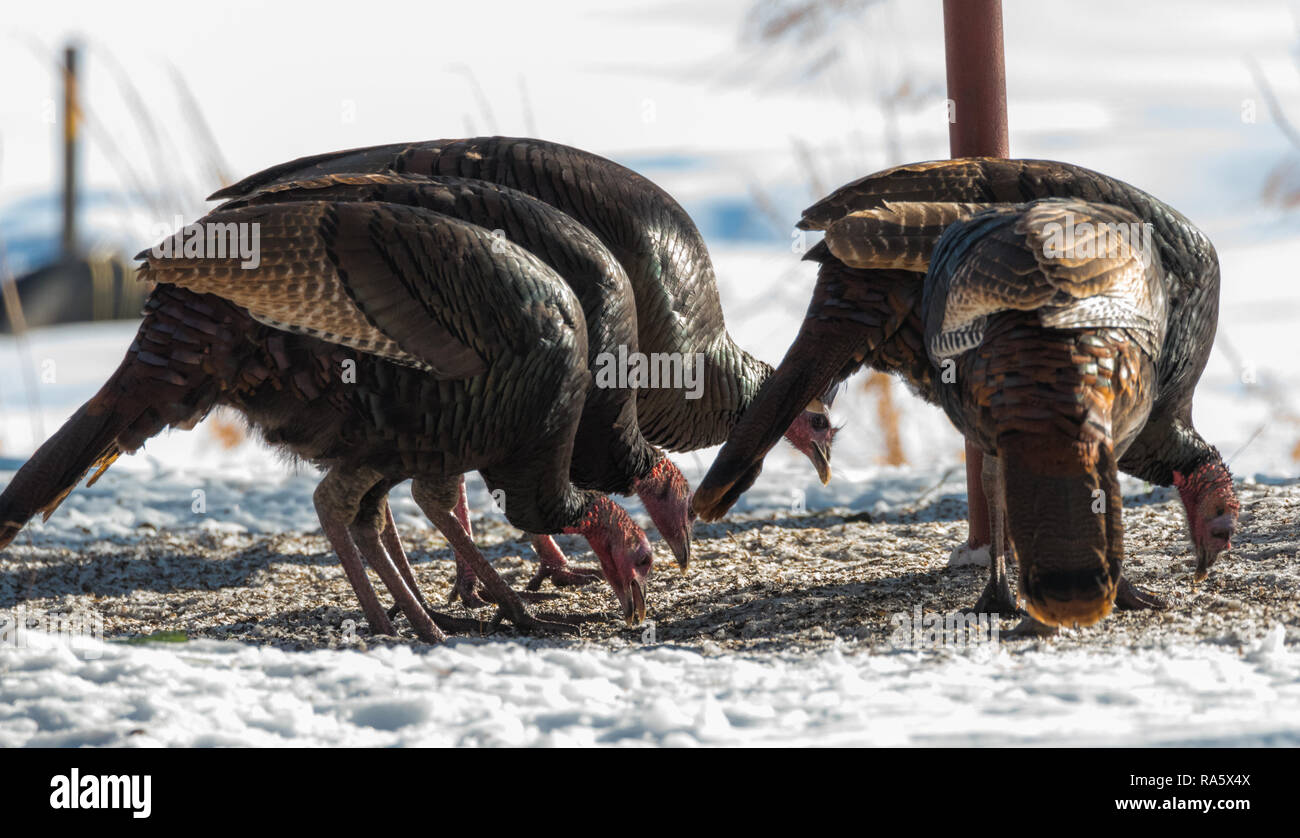 Le Dindon sauvage de l'est (Meleagris gallopavo silvestris) poules se nourrissant de graines dans un jardin boisé d'hiver. Banque D'Images