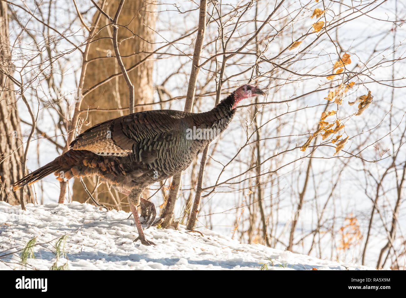 Le Dindon sauvage de l'est (Meleagris gallopavo silvestris) poule dans un bois d'hiver. Banque D'Images