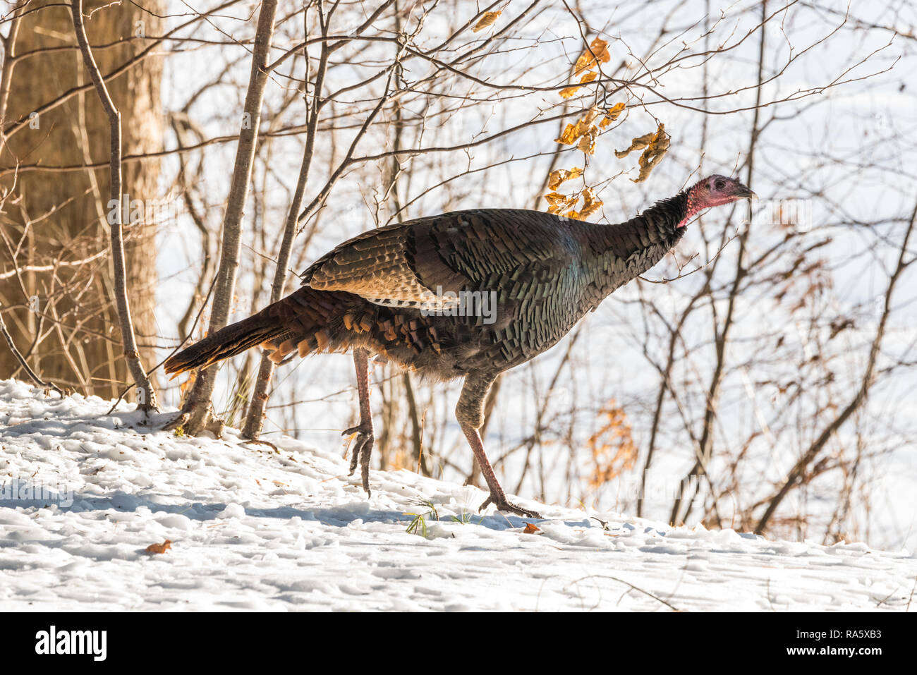 Le Dindon sauvage de l'est (Meleagris gallopavo silvestris) poule dans un bois d'hiver. Banque D'Images