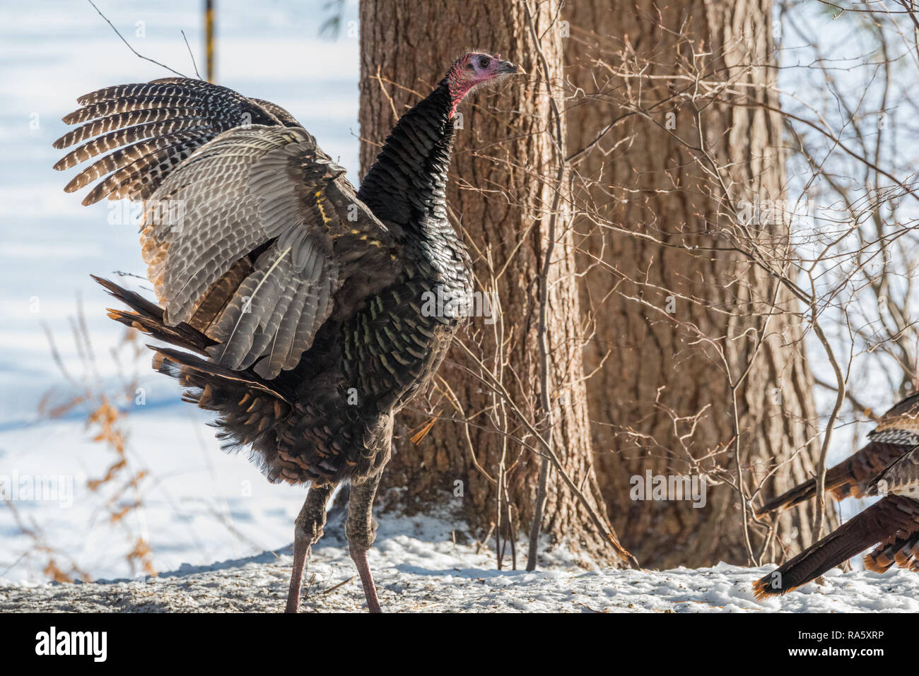 Le Dindon sauvage de l'est (Meleagris gallopavo silvestris) poule dans une cour boisée se tient debout avec les ailes ouvertes dans la neige. Banque D'Images