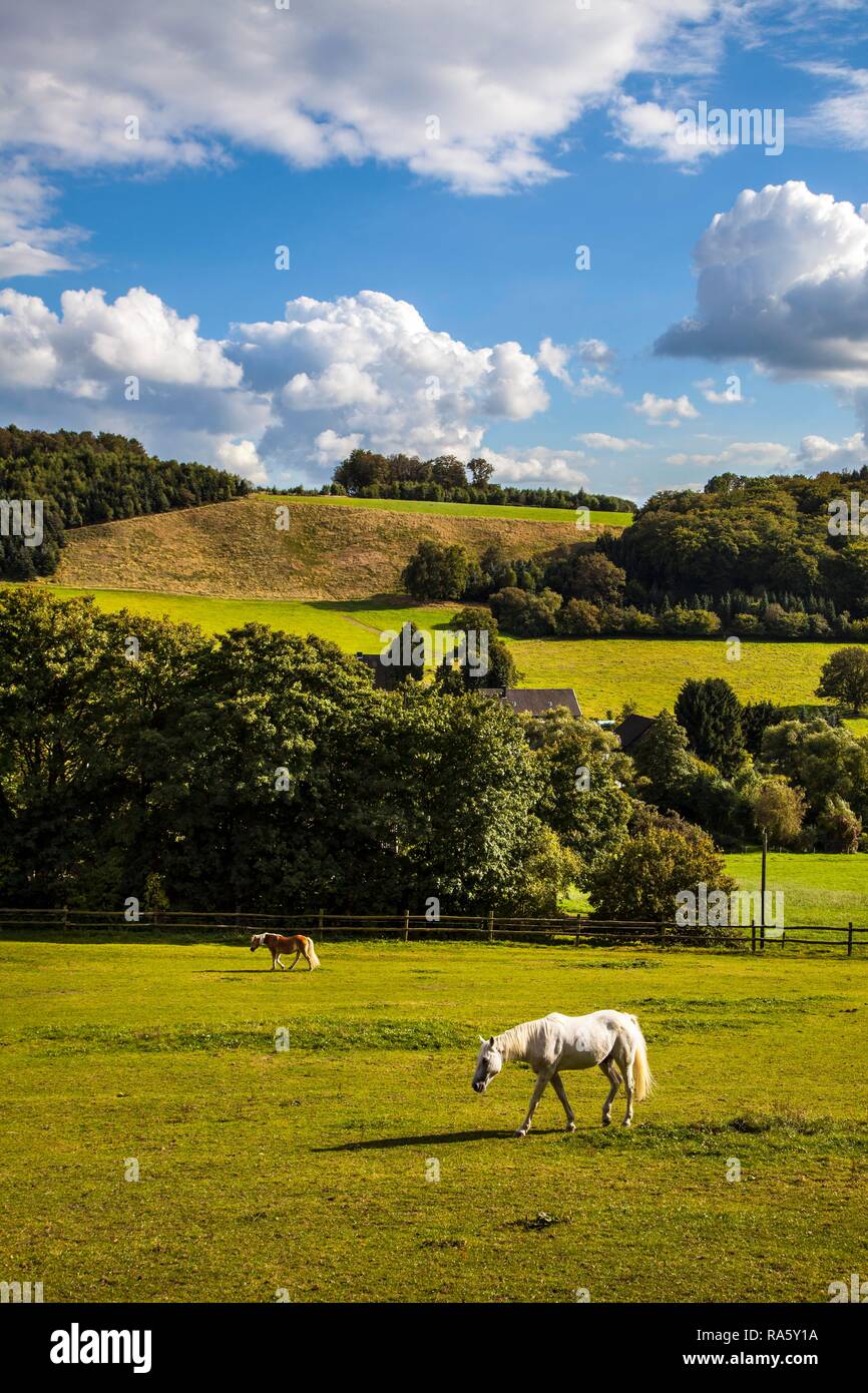 Elfringhauser Schweiz paysage, paysage de collines entre la Ruhr et la région de Bergisches Land, un cheval sur un pâturage Banque D'Images