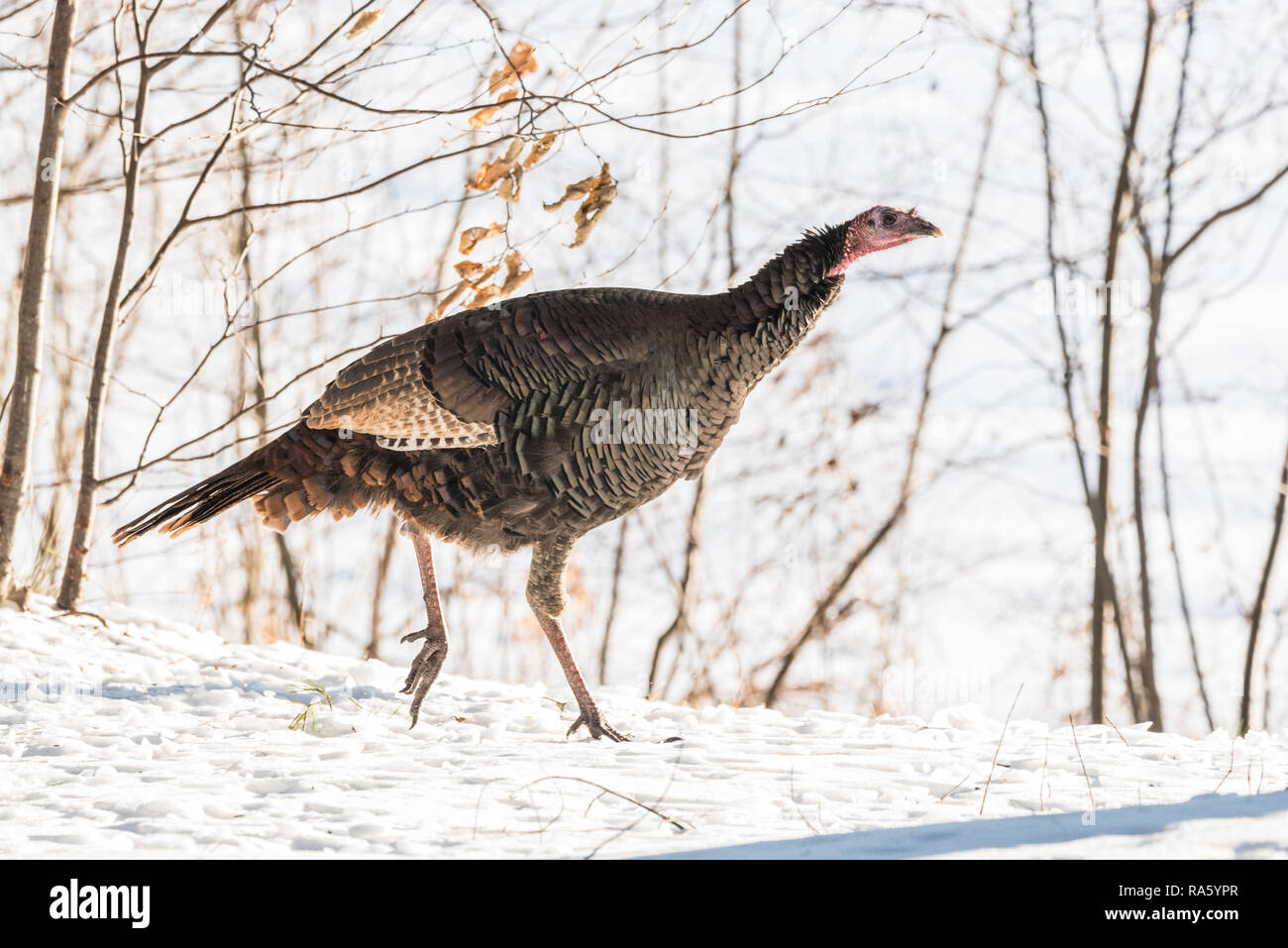 Le Dindon sauvage de l'est (Meleagris gallopavo silvestris) poule dans un bois d'hiver. Banque D'Images