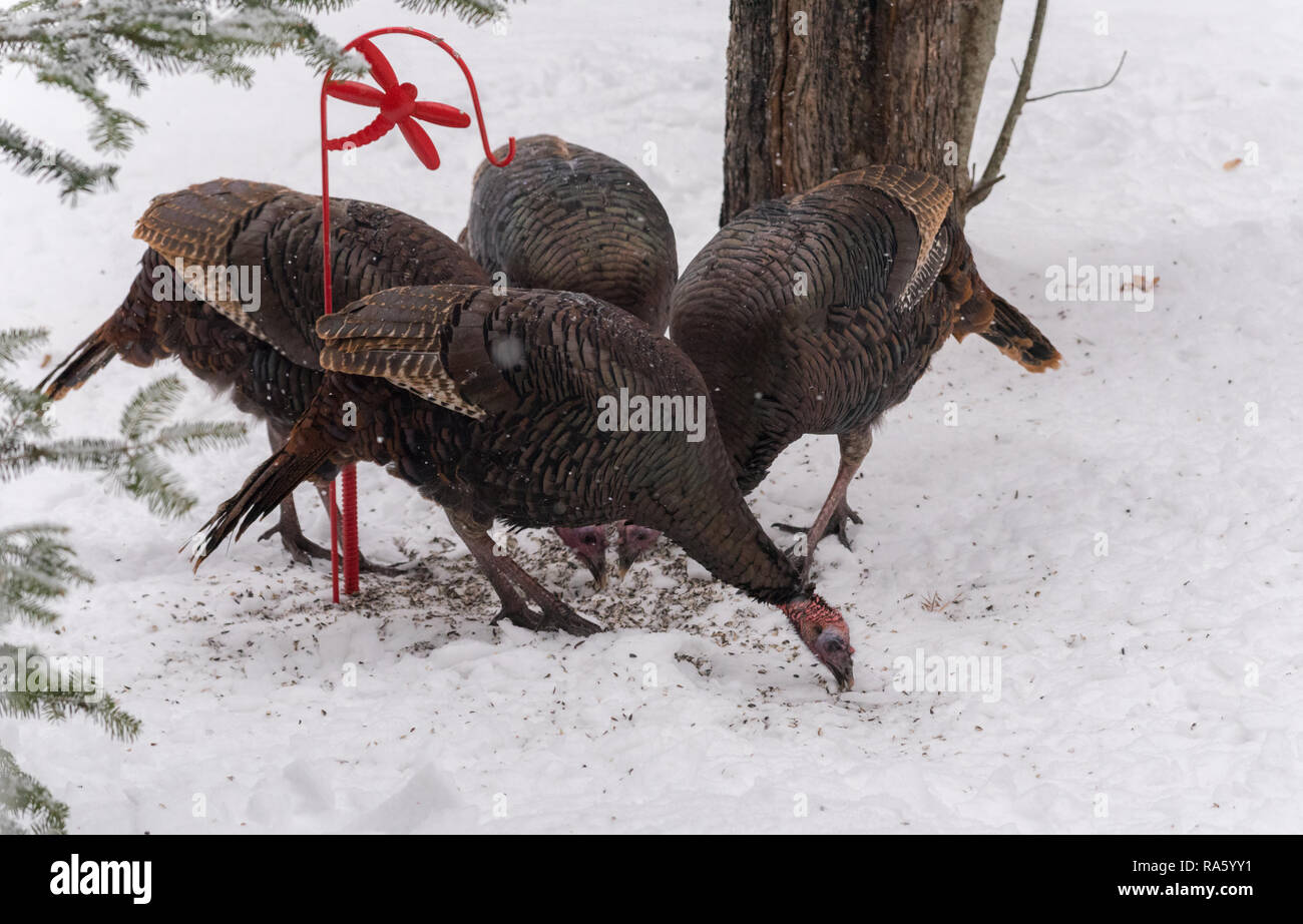 Le Dindon sauvage de l'est (Meleagris gallopavo silvestris) poules se nourrissant de graines dans une cour boisée. Banque D'Images