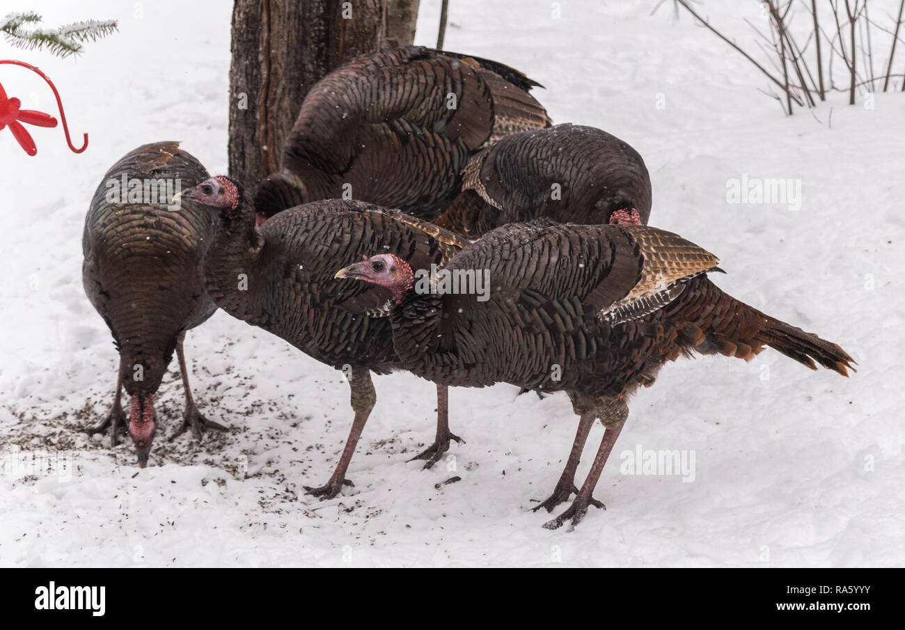 Le Dindon sauvage de l'est (Meleagris gallopavo silvestris) poules se nourrissant de graines dans une cour boisée. Banque D'Images
