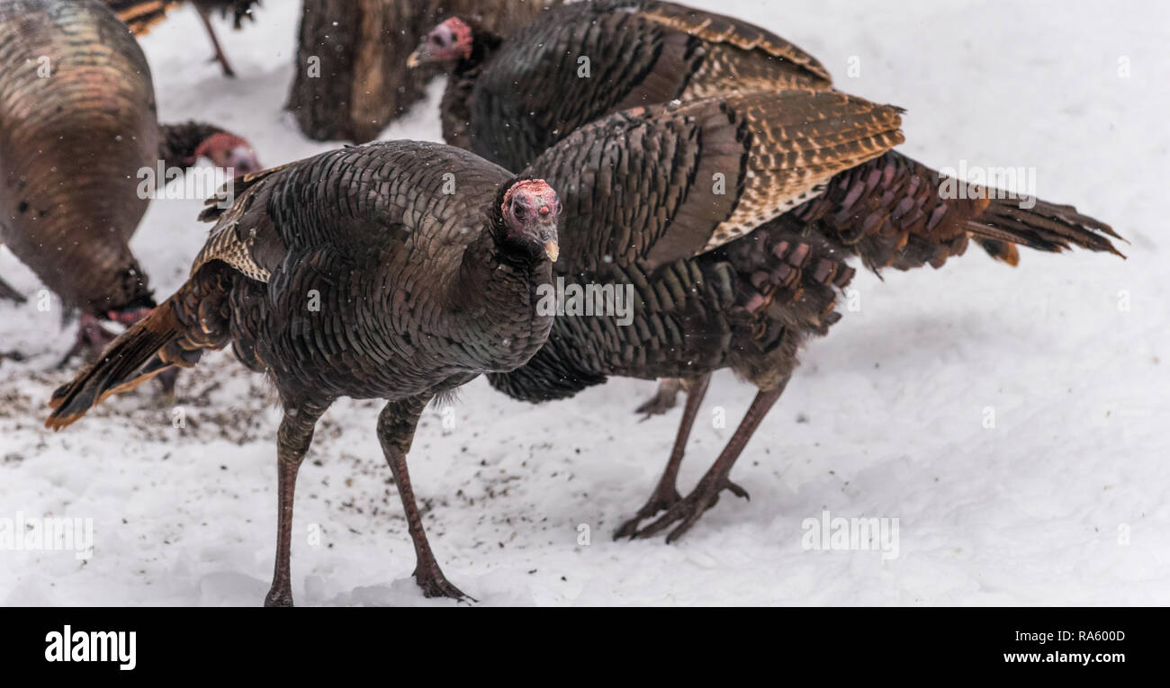 Le Dindon sauvage de l'est (Meleagris gallopavo silvestris) poules se nourrissant de graines dans une cour boisée. Banque D'Images