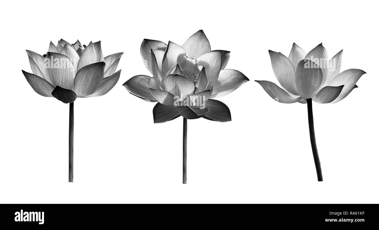 fleur de Lotus Banque D'Images