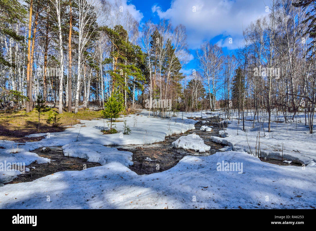 Début du printemps paysage dans la forêt où les bouleaux blancs, les pins verts et les jeunes d'abord l'herbe, avec de la neige fondue et Brook, journée ensoleillée Banque D'Images