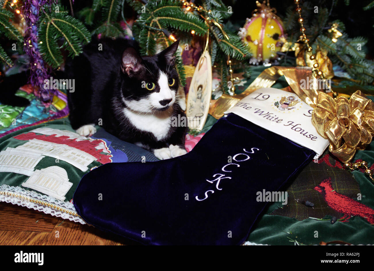 12/21/1993 - Photo de chaussettes le Chat assis à côté d'un bas de Noël brodé avec le nom de chaussettes Banque D'Images