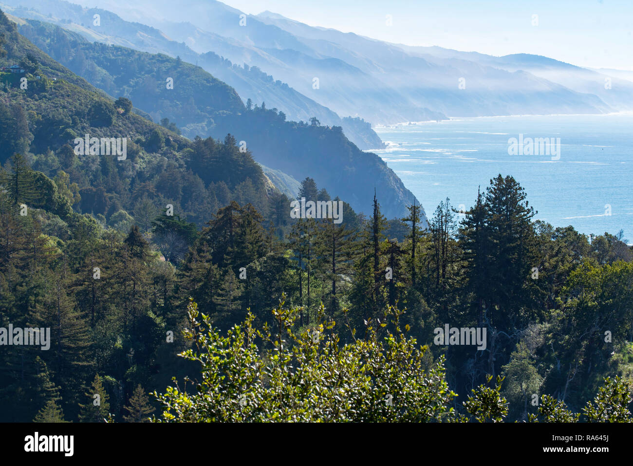 Le séquoia géant (Sequoiadendron giganteum) arbres et collines vertes rencontrez un misty Océan Pacifique En janvier 2017 at Big Sur, sur la côte californienne. Banque D'Images