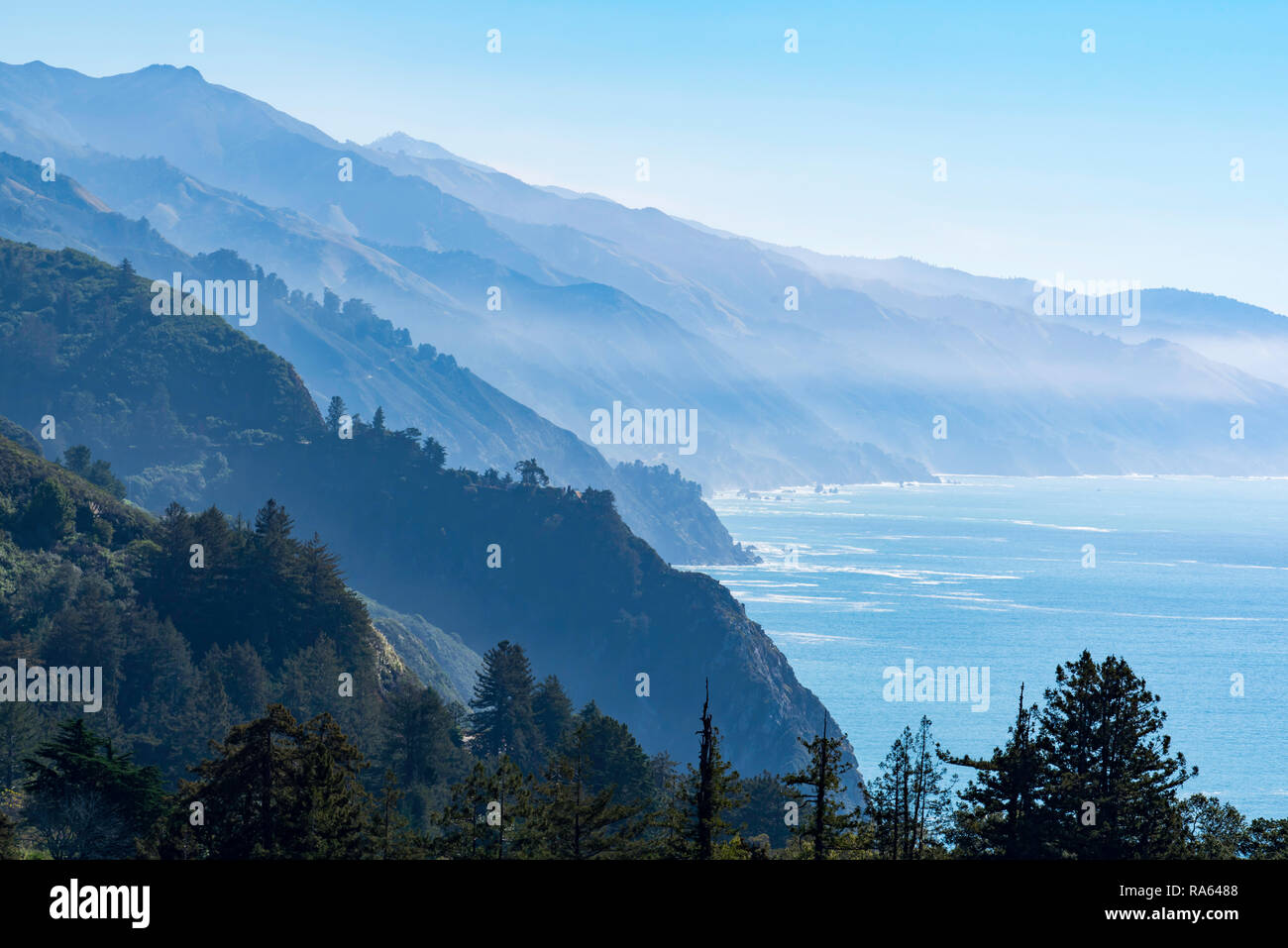 Le séquoia géant (Sequoiadendron giganteum) arbres et collines vertes rencontrez un misty Océan Pacifique En janvier 2017 at Big Sur, sur la côte californienne. Banque D'Images
