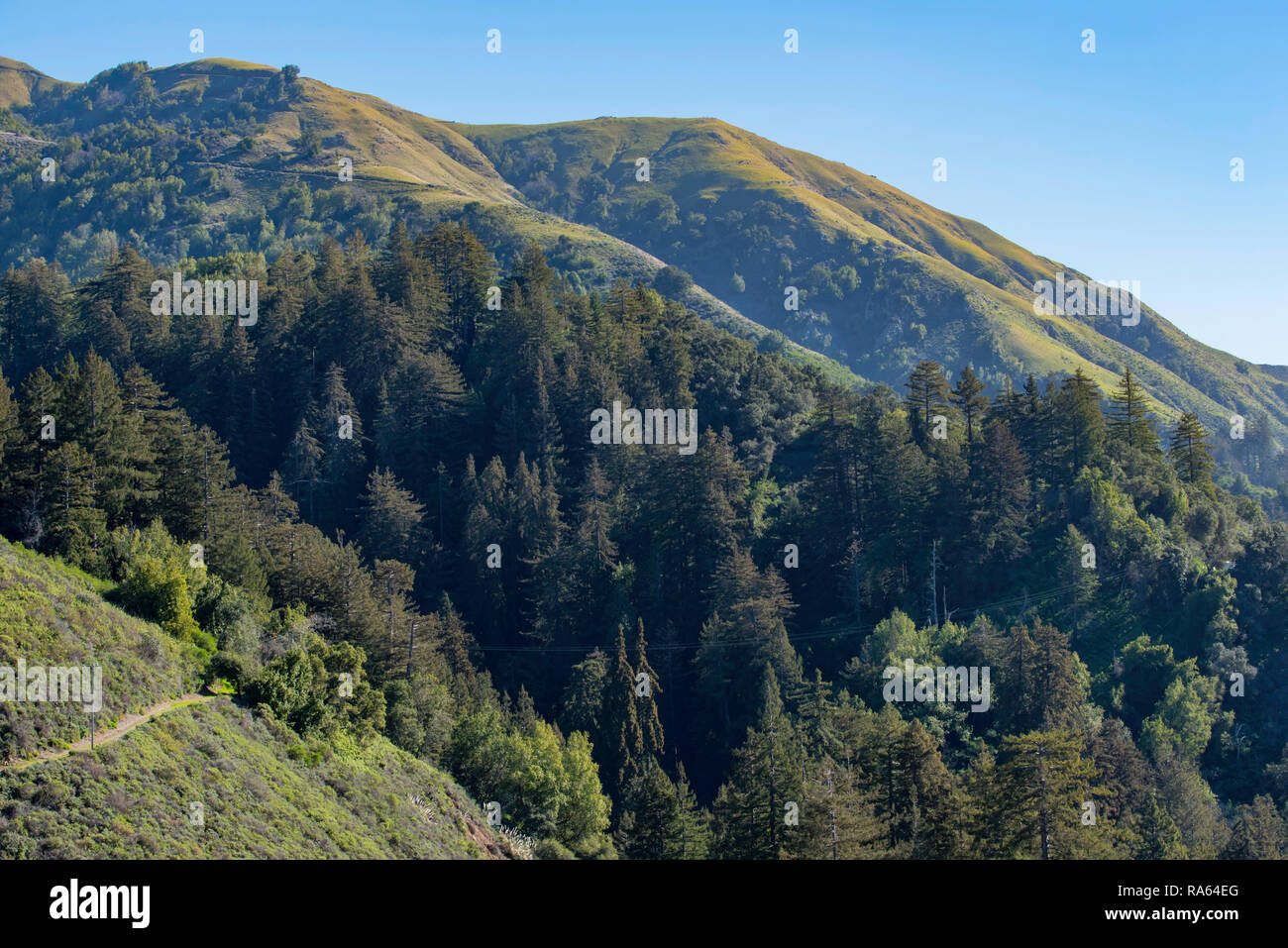 Le séquoia géant (Sequoiadendron giganteum) arbres et collines vertes at Big Sur, sur la côte de Californie, USA. Banque D'Images