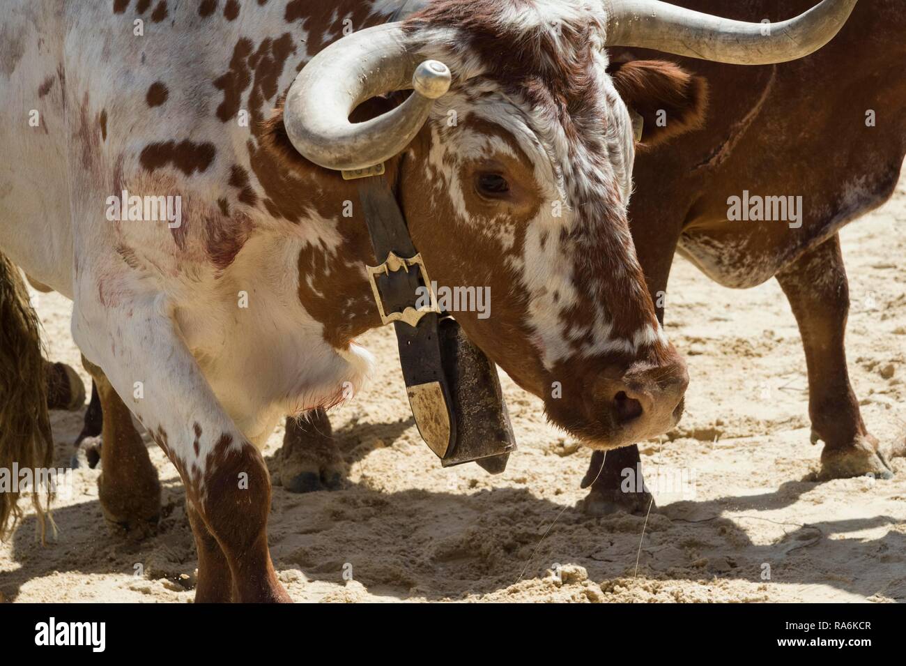 Défilé des cavaliers et des taureaux dans les rues pendant les festas do Barrete Verde e das Salinas, Alcochete, Province de Setubal Banque D'Images