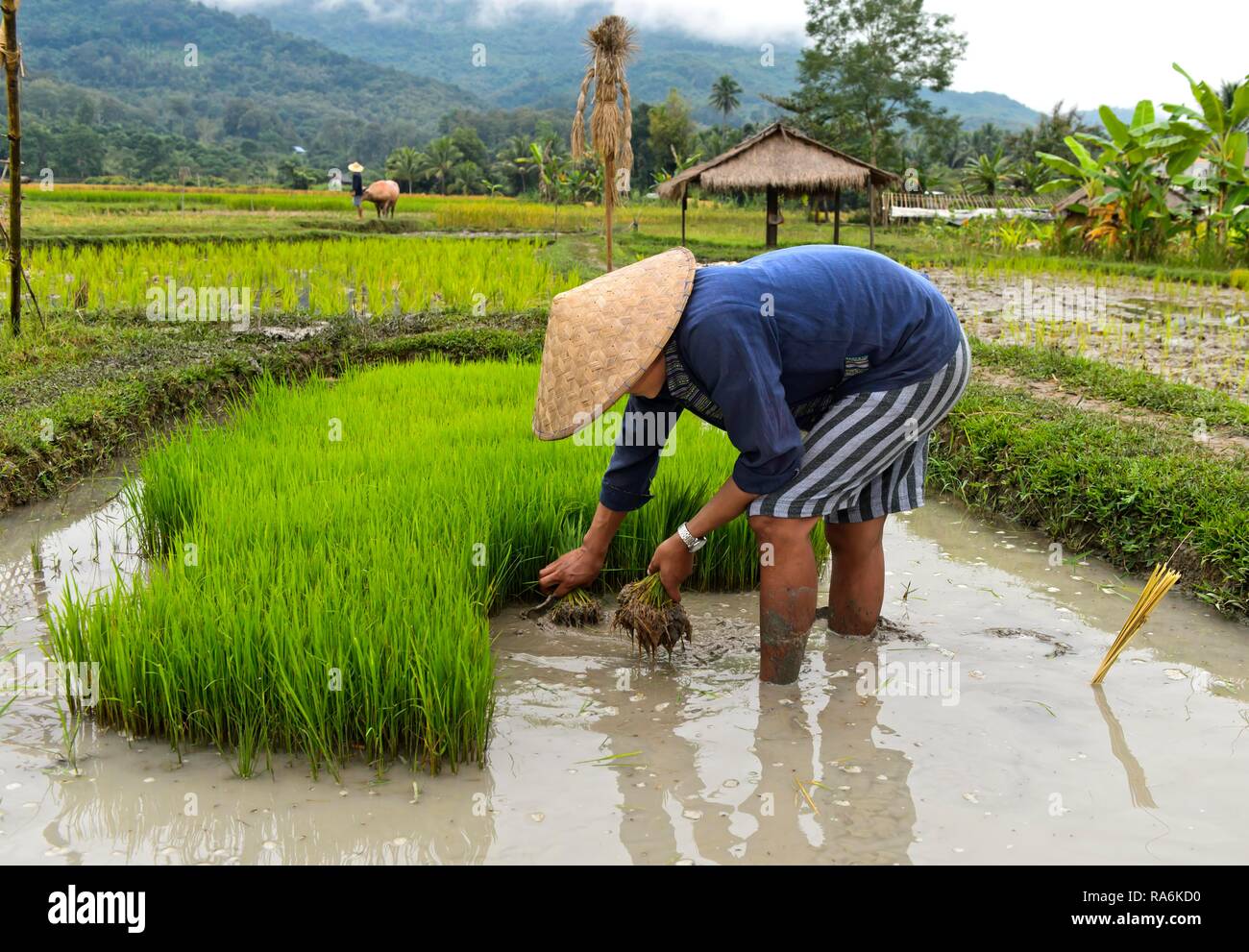 Agriculteur avec bamboo hat lors de la plantation en champ de riz, Luang Prabang, Laos Banque D'Images