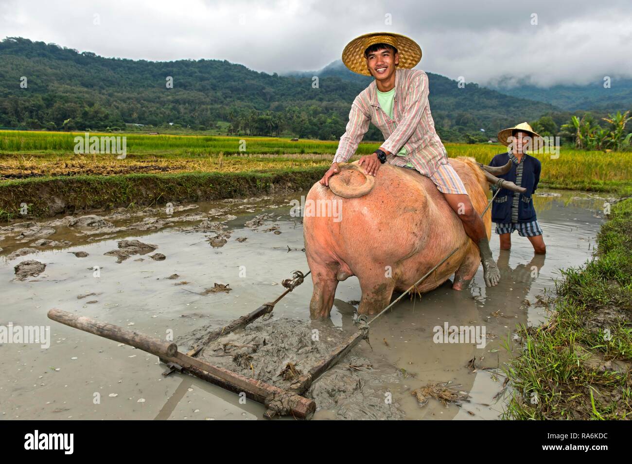 Jeune homme assis sur un buffle dans un champ de riz, Projet agricole terrestre vivant, Luang Prabang, Laos Banque D'Images