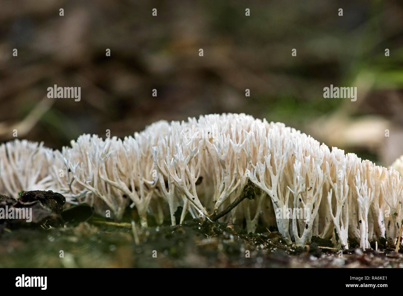 Champignon de corail (Ramaria sp.), Ankanin Ny Nofy, Madagascar Banque D'Images
