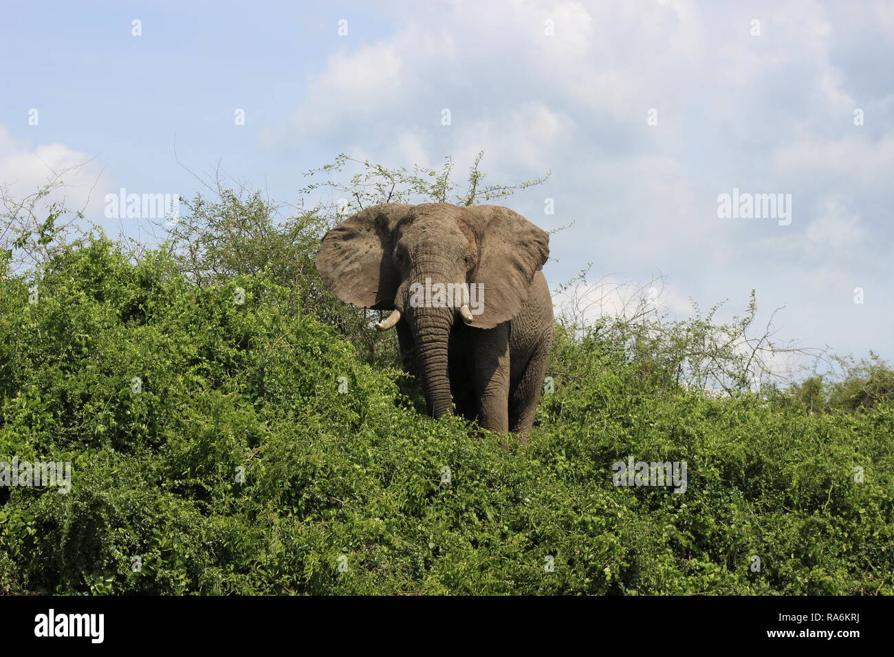 Bush africain elephant (Loxodonta Africana) dans le Parc national Queen Elizabeth, l'Ouganda, l'Afrique Banque D'Images