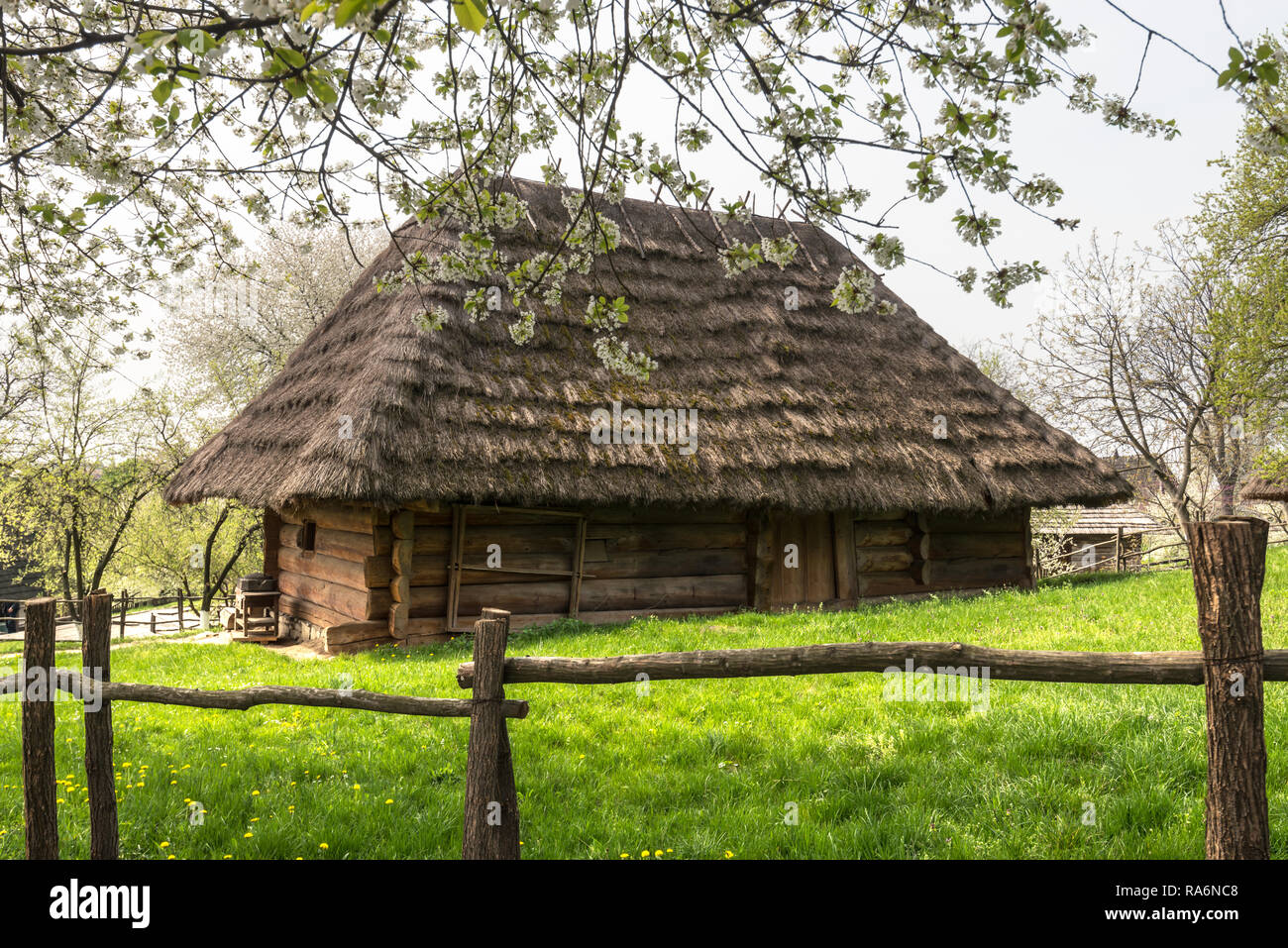 Ancienne maison de l'Ukraine avec toit de paille et fleurs de cerisier au printemps Banque D'Images