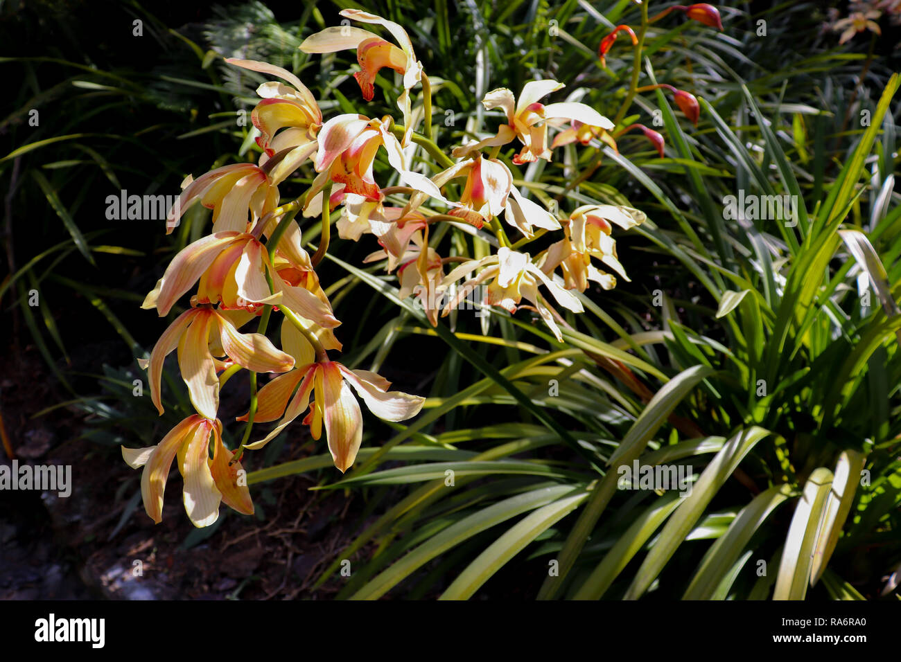Orchid Banque D'Images